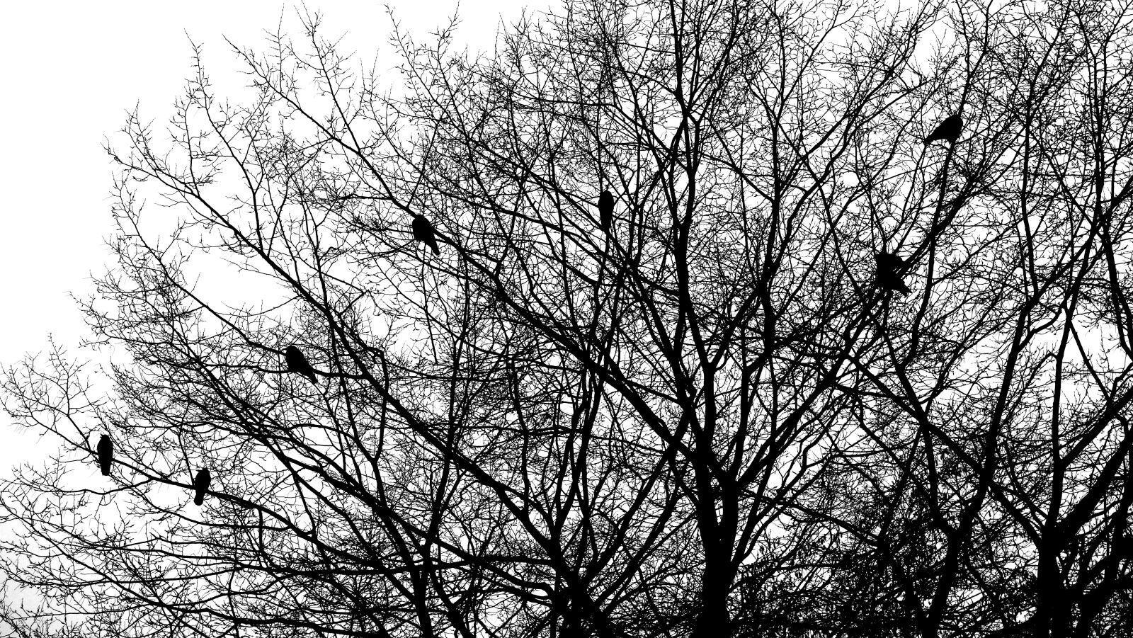 Sony Cyber-shot DSC-RX100 II sample photo. Aesthetic, birds, crow photography