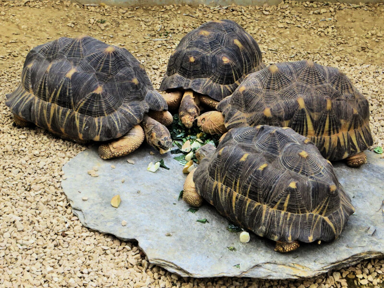 Canon PowerShot SX270 HS sample photo. Turtles, chelonians, reptiles photography