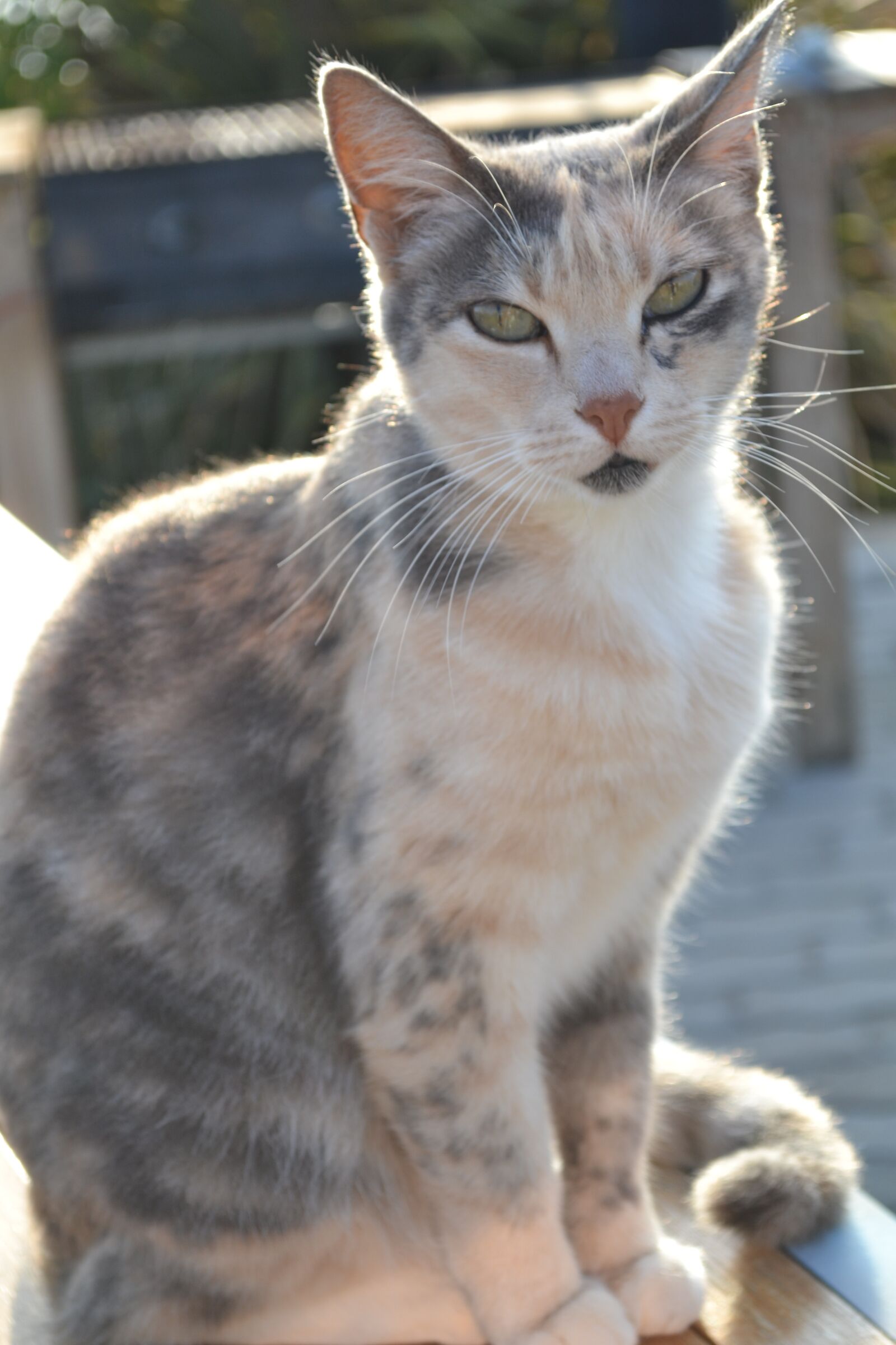 Nikon D3100 sample photo. Cat, loves, sun photography