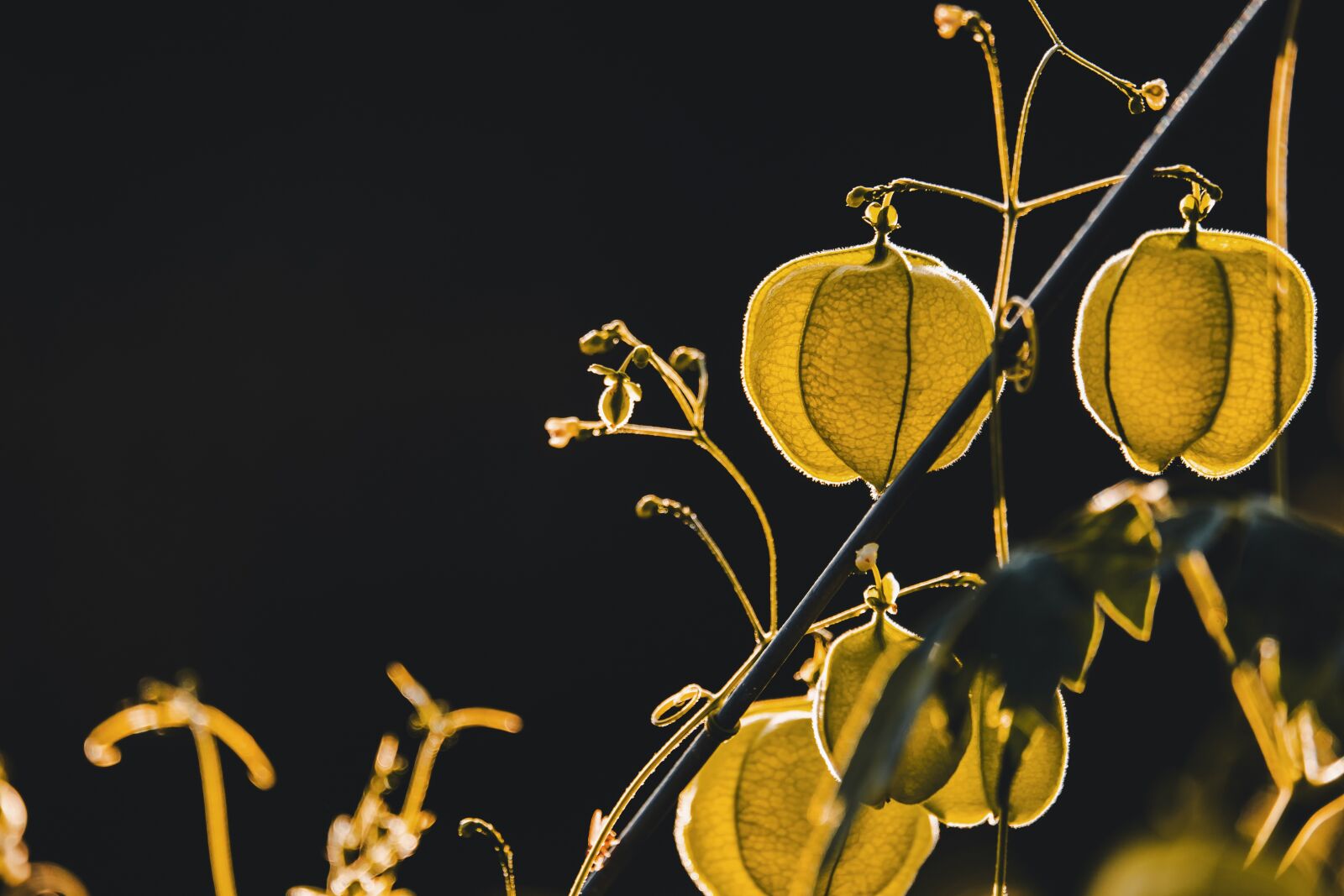 Fujifilm XF 55-200mm F3.5-4.8 R LM OIS sample photo. Physalis, plant, flower photography