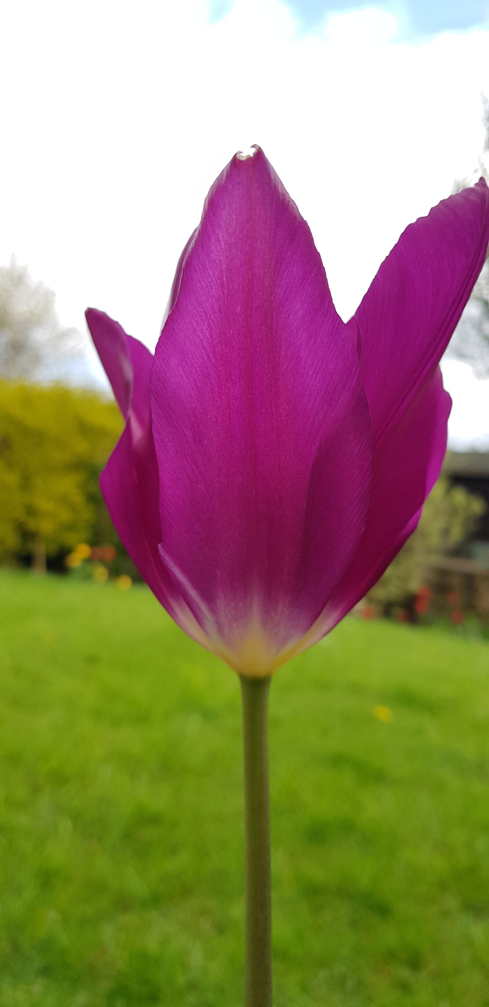 Samsung Galaxy S8+ sample photo. Nature, flower, summer photography