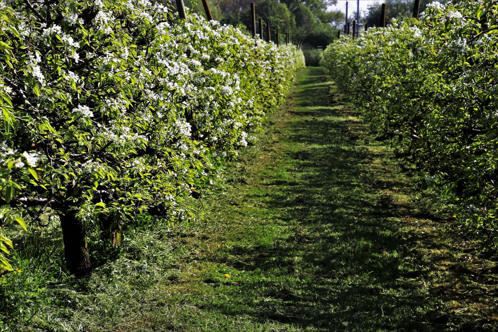 Canon EOS 80D sample photo. Sad, spring, nature photography