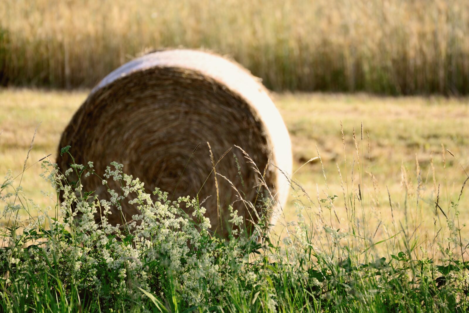 Nikon D610 sample photo. Hay bales, field, agriculture photography