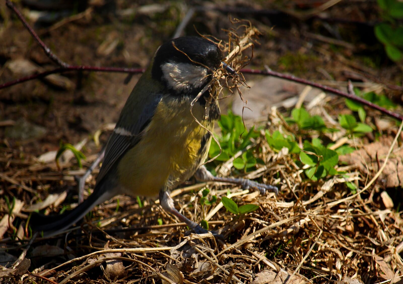 Canon EOS 1200D (EOS Rebel T5 / EOS Kiss X70 / EOS Hi) sample photo. Tit, spring, bird photography