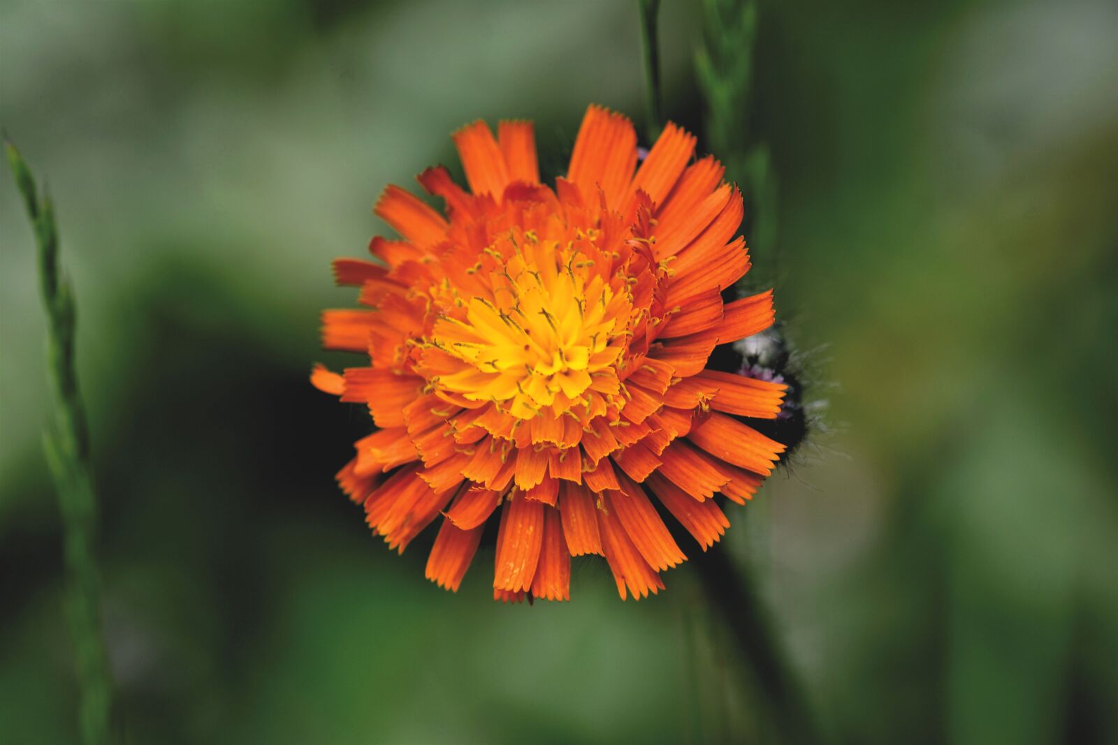 Nikon D7200 sample photo. Orange red hawkweed, composites photography
