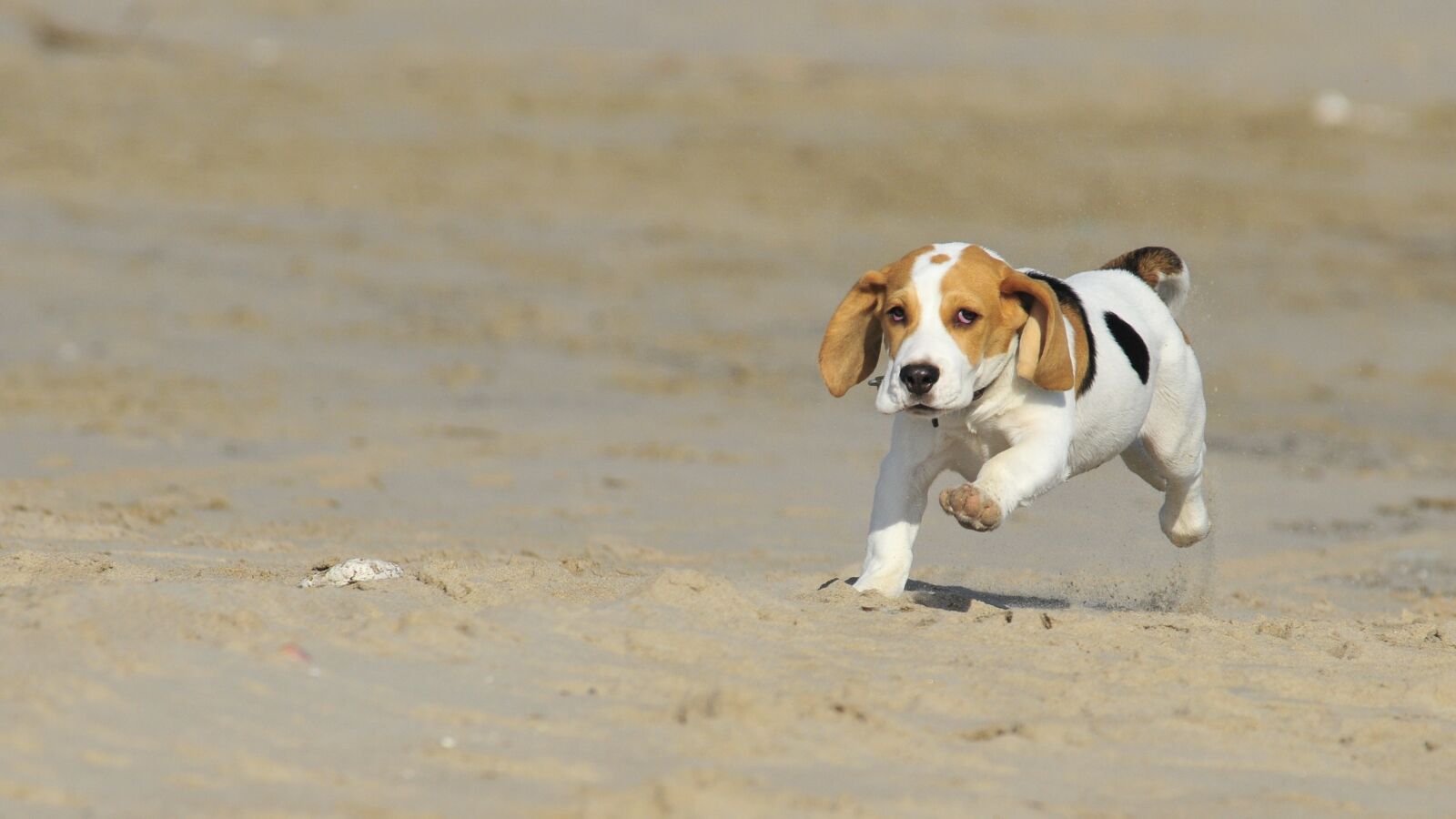 Nikon D300 sample photo. Pet, animal, puppy photography