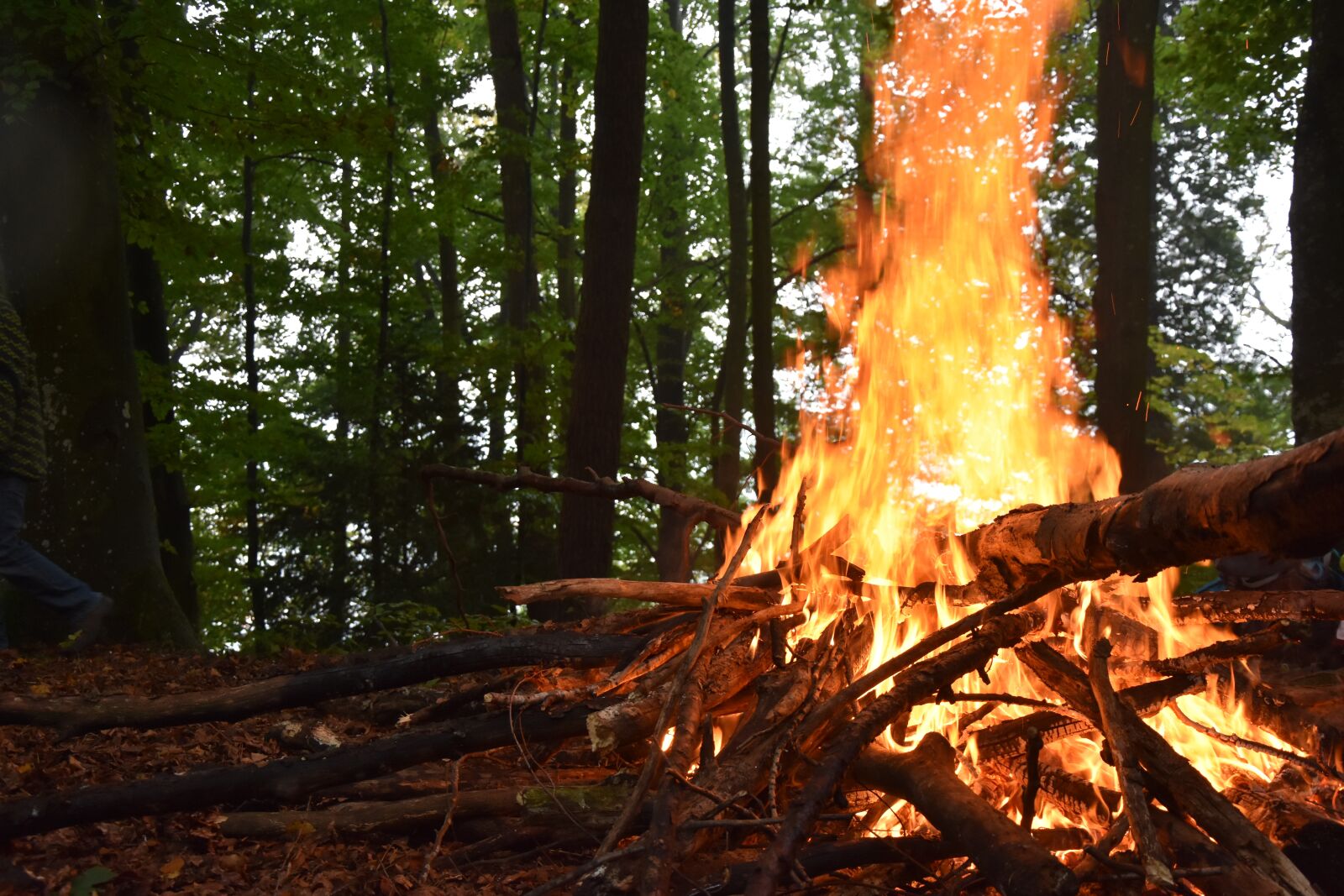 Nikon D7200 sample photo. Fire, wood, forest photography