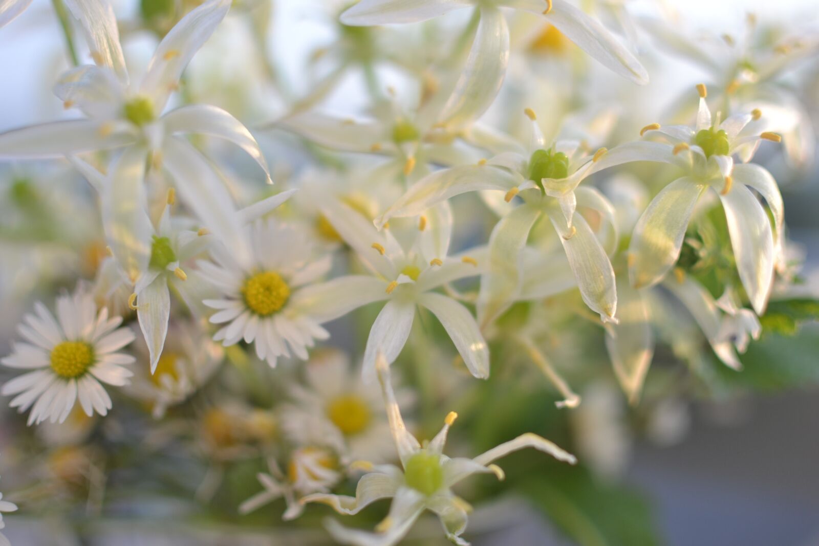 Nikon D3100 sample photo. White, nature, flower photography