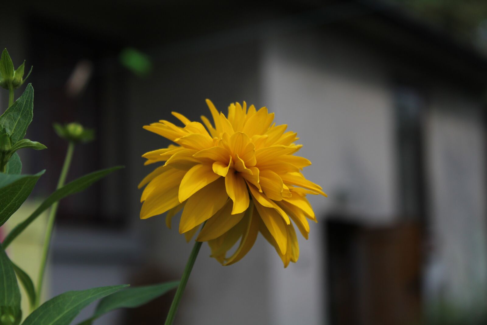 Canon EOS 1300D (EOS Rebel T6 / EOS Kiss X80) sample photo. Flower, plant, yellow photography