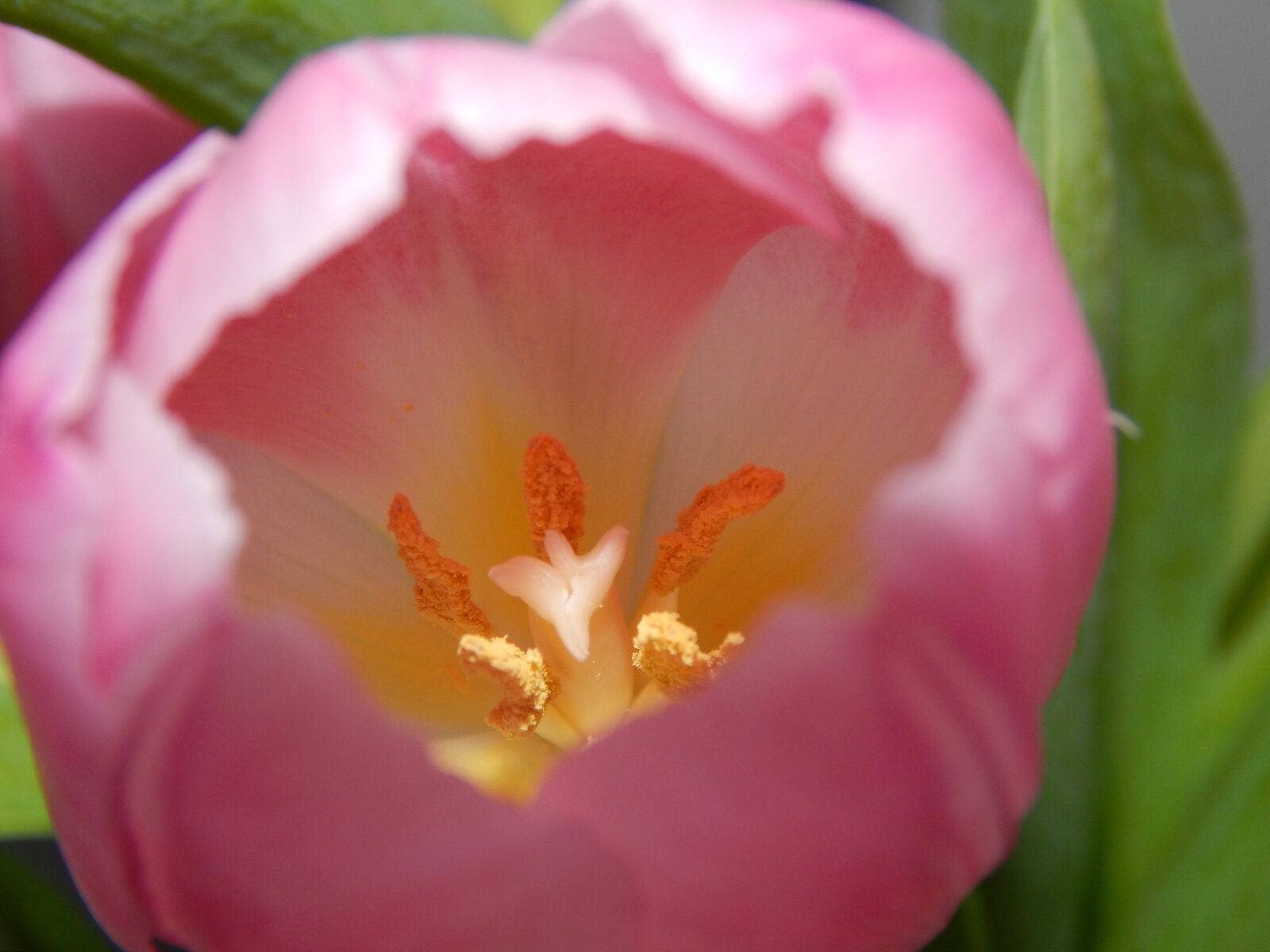 Nikon Coolpix L820 sample photo. Flower, pink, yellow photography