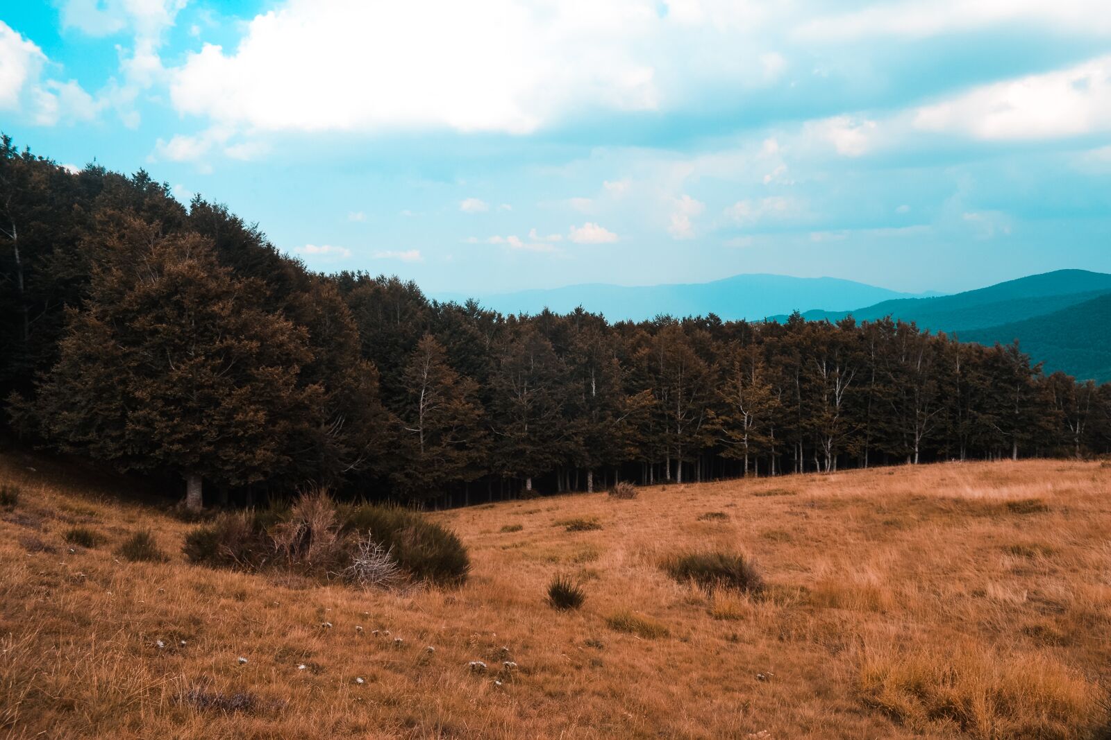 Nikon D3100 sample photo. Sky, trees, mood photography