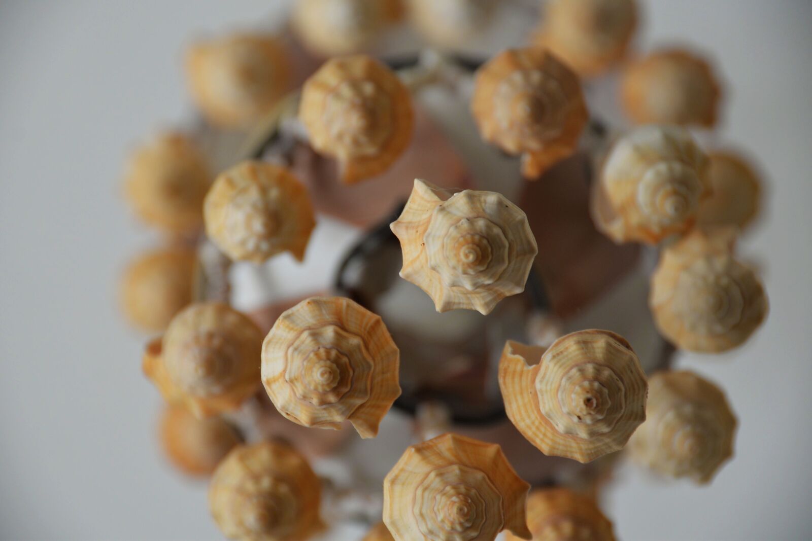 Nikon D610 sample photo. Chandelier, shells, sea shells photography