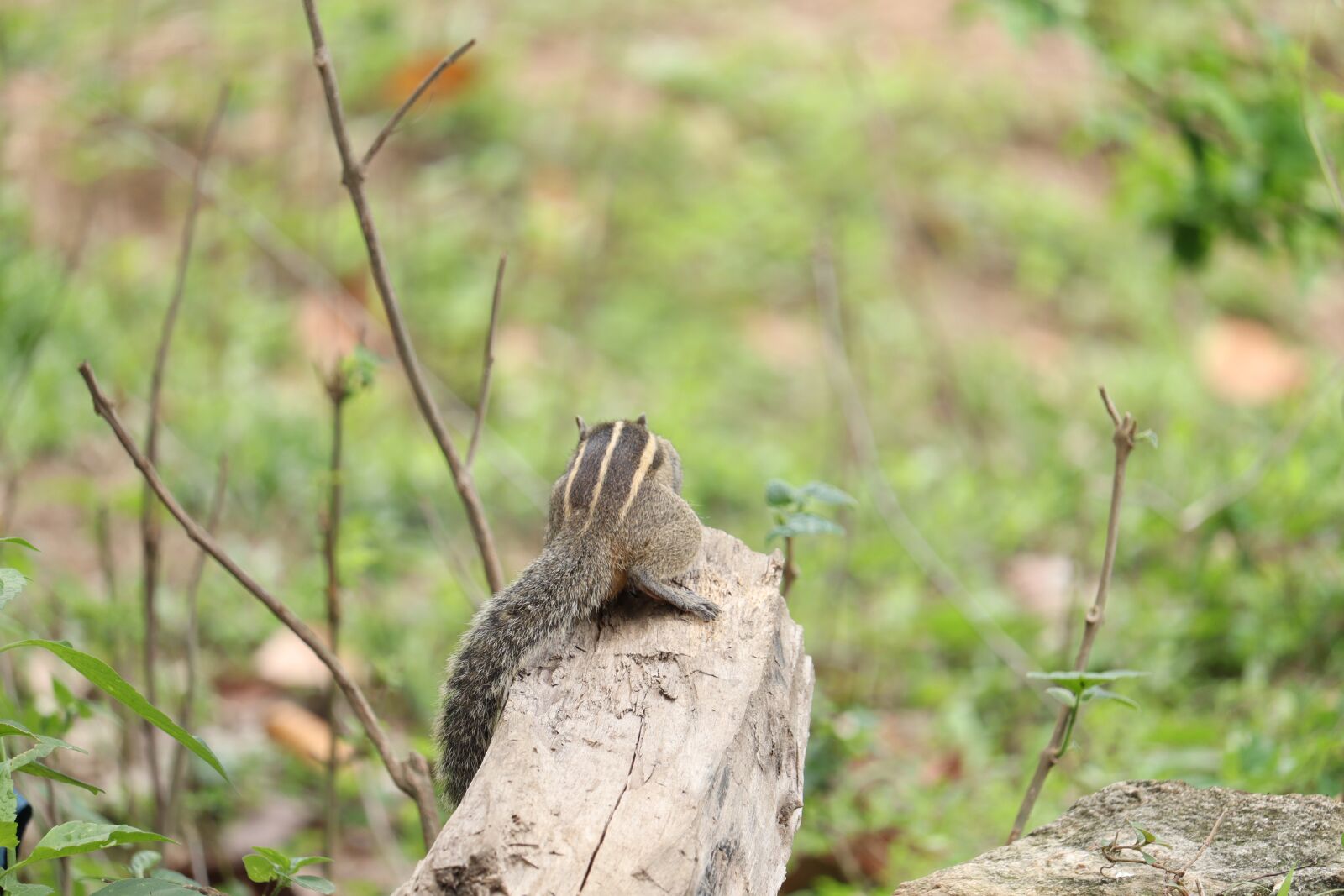 Canon EOS 250D (EOS Rebel SL3 / EOS Kiss X10 / EOS 200D II) sample photo. Squirrel, outdoor, forest photography