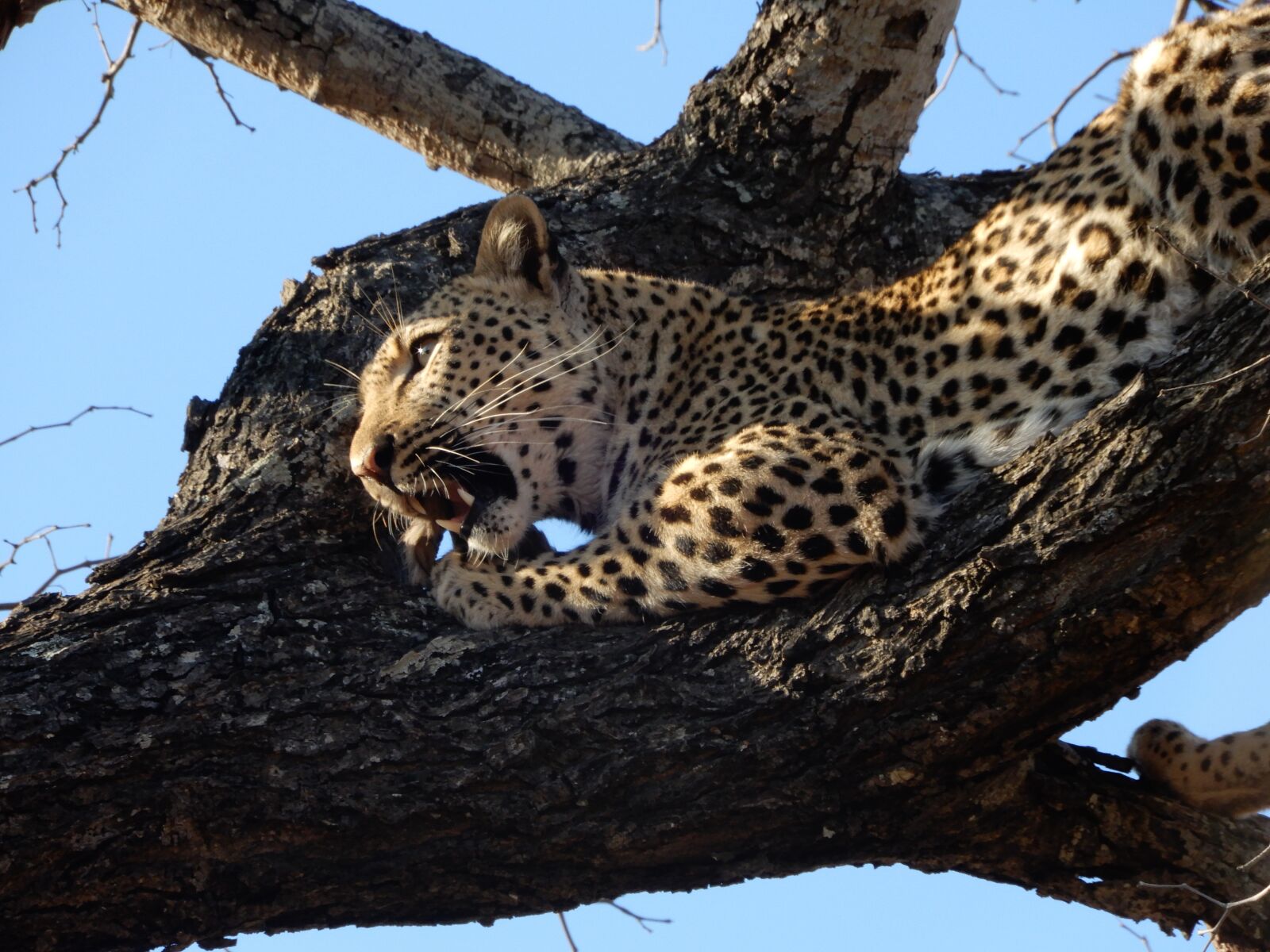 Nikon Coolpix A900 sample photo. Leopard, tree, south africa photography