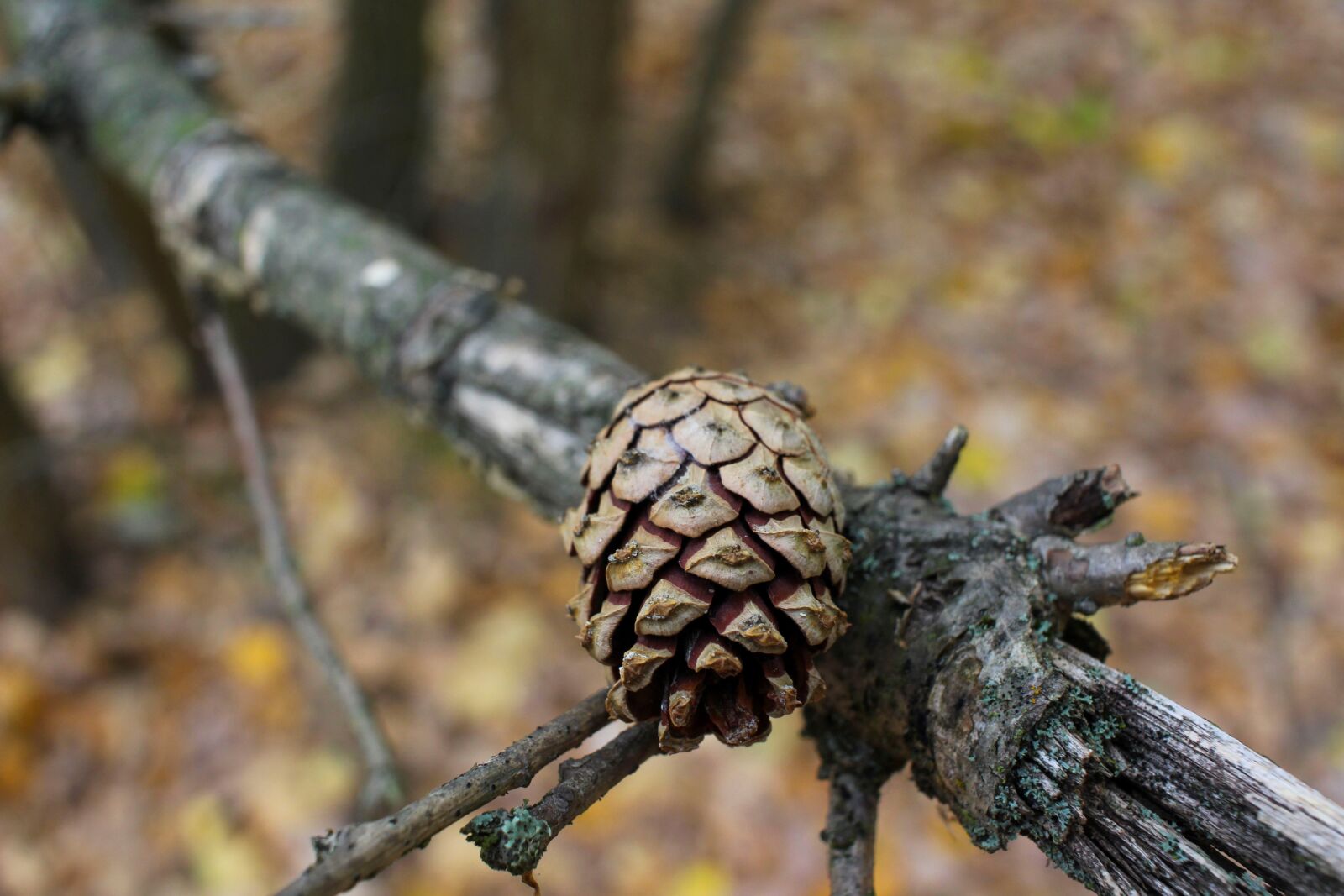 Canon EF-S 24mm F2.8 STM sample photo. Autumn, kienapfel, tree photography