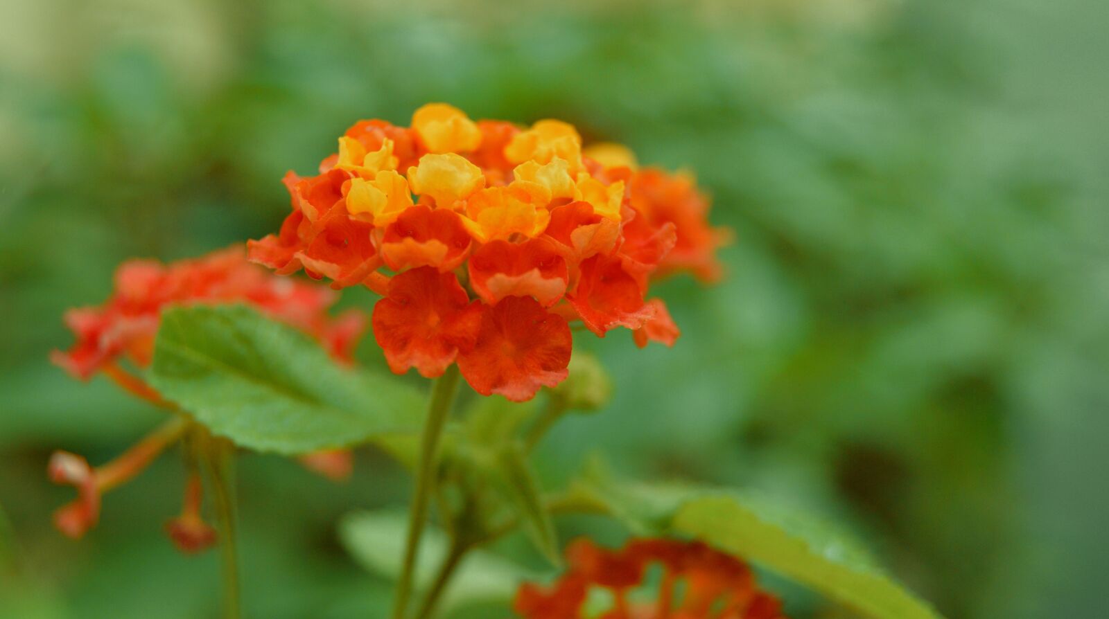 Nikon D3200 sample photo. Fleure, garden, yellow flowers photography
