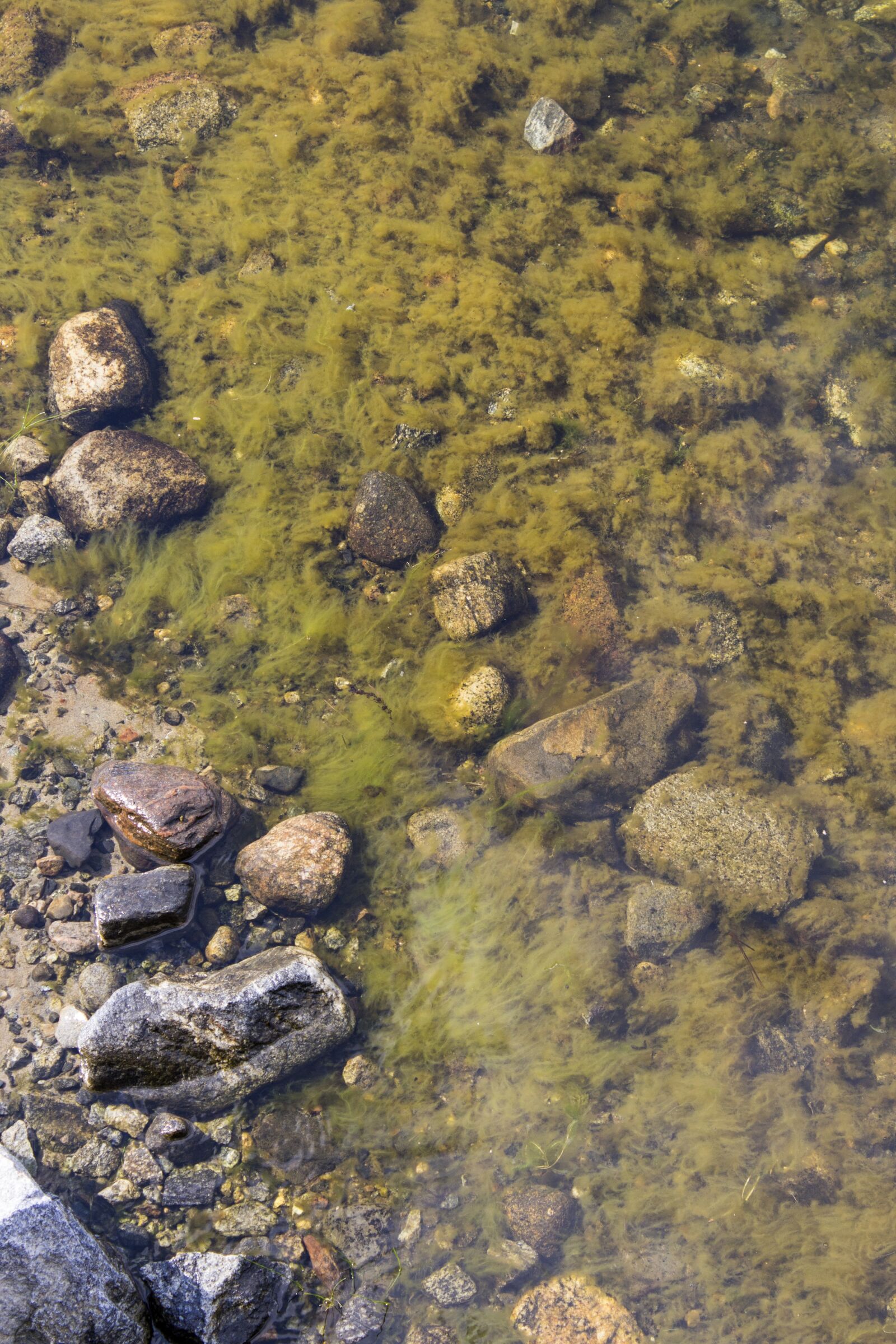 Canon EOS 700D (EOS Rebel T5i / EOS Kiss X7i) sample photo. Seagrass, stones, archipelago photography