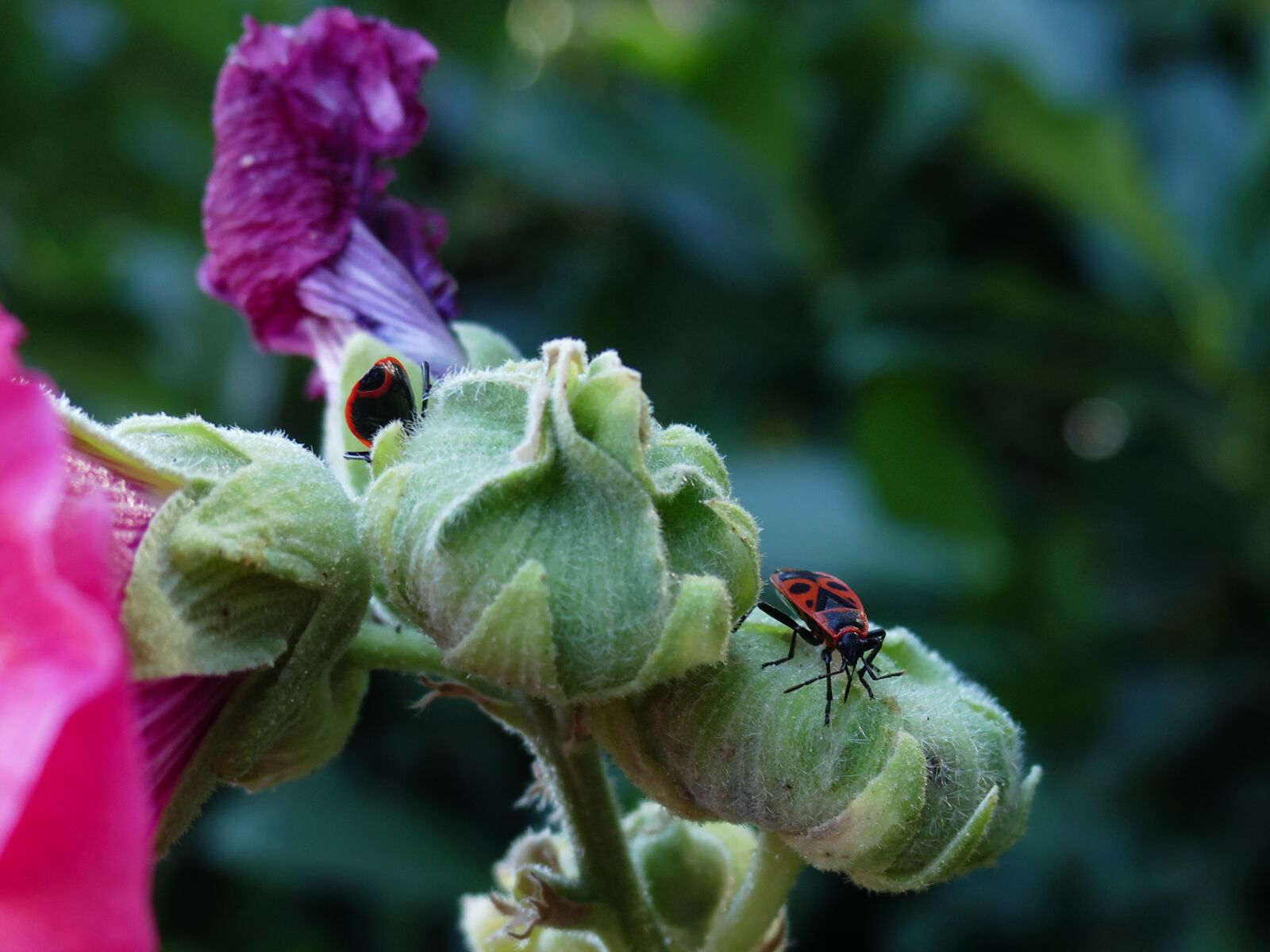 Panasonic Lumix DMC-FZ300 sample photo. Fire bugs, garden, nature photography