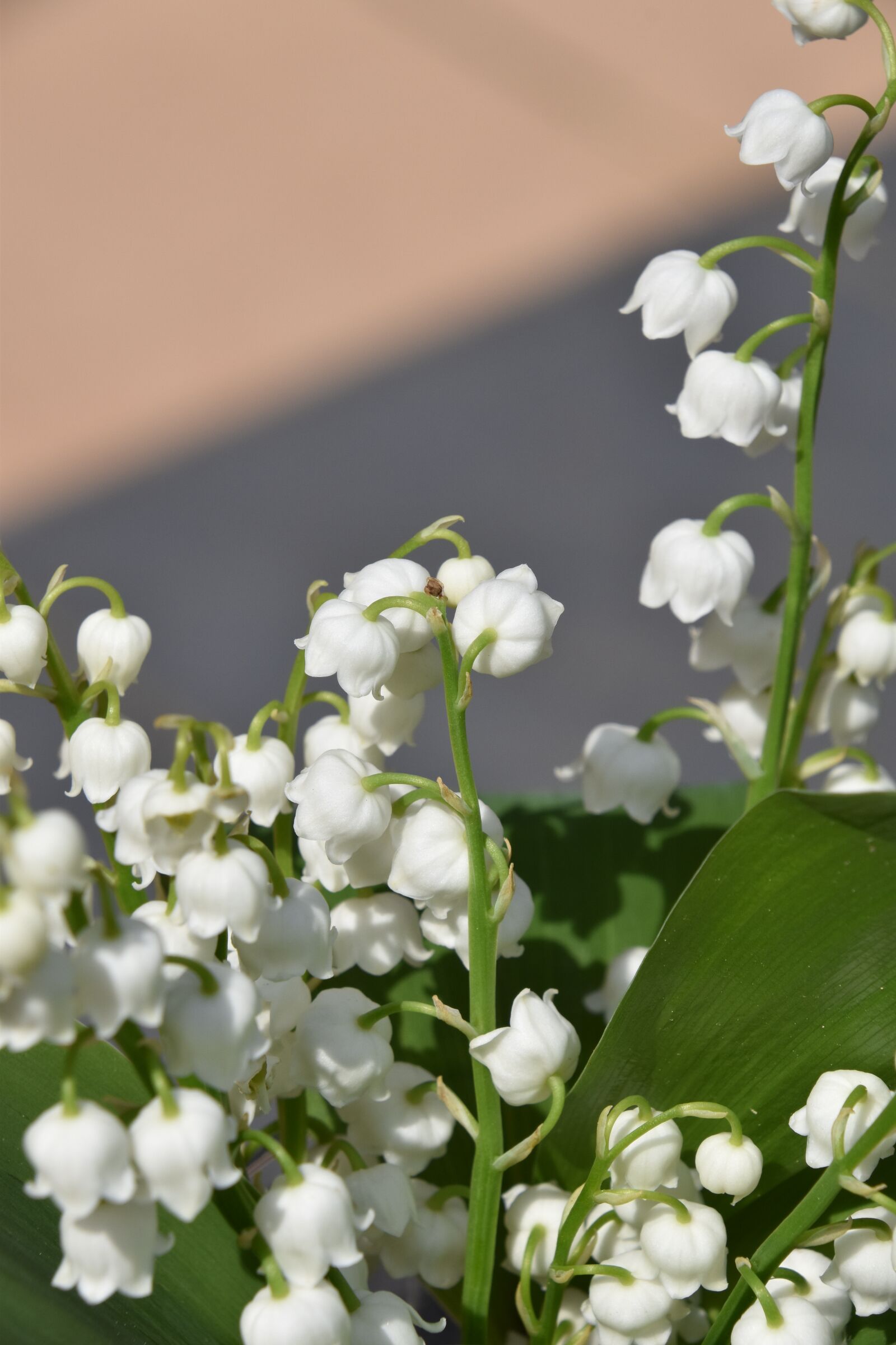 Nikon D5600 sample photo. Flower, plant, nature photography