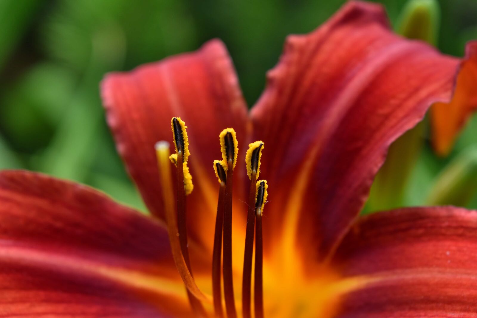 Nikon D5500 sample photo. Beautiful photo, details, lily photography