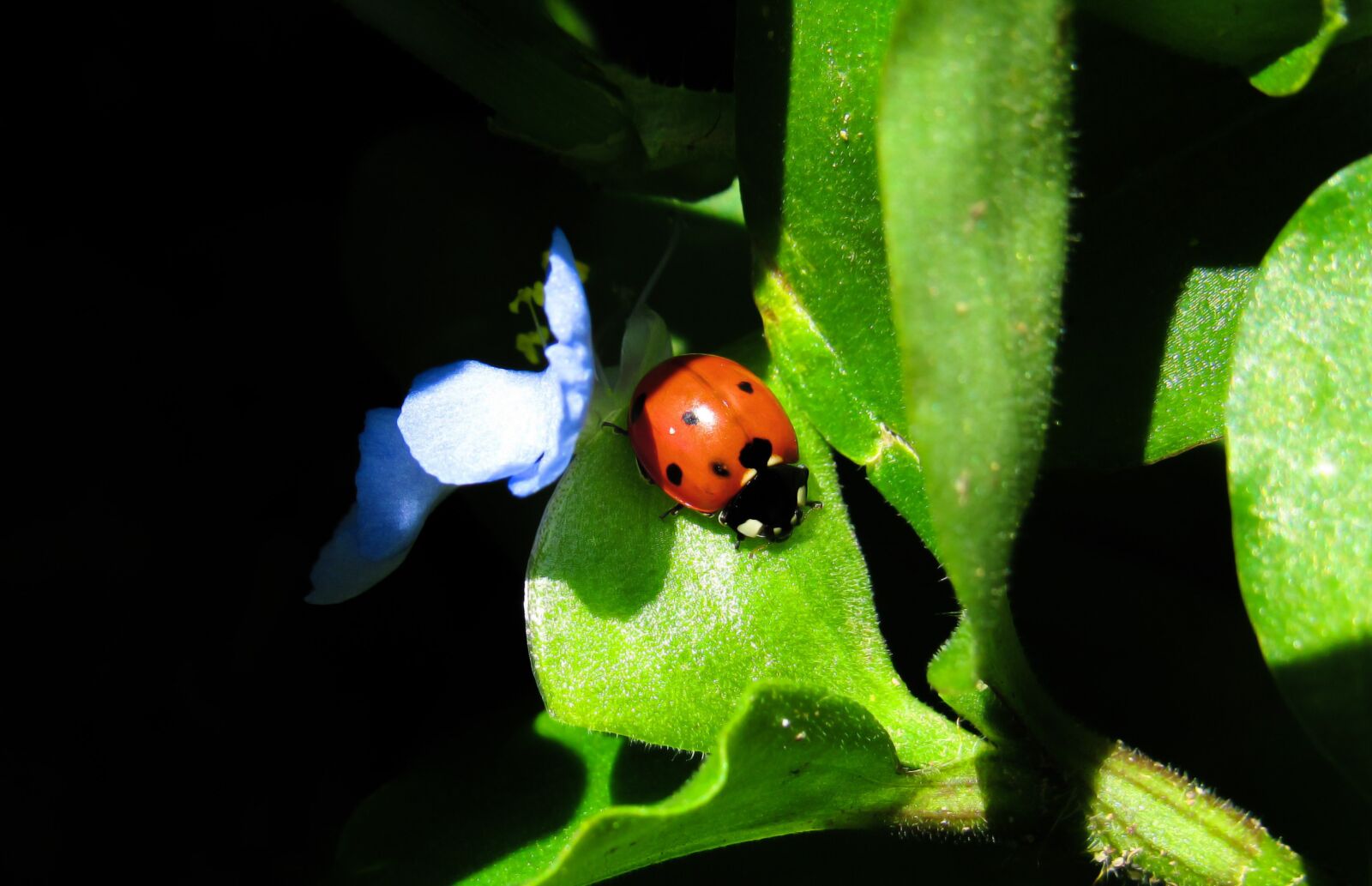 Canon PowerShot SX530 HS sample photo. Ladybug, bug, beetle photography