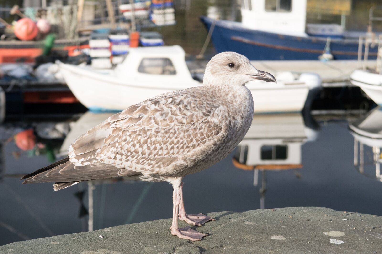 Canon PowerShot G7 X sample photo. Gull, young, nature photography