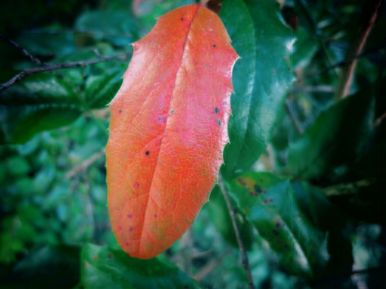 Canon PowerShot S100 sample photo. Leaf, red leaf, color photography