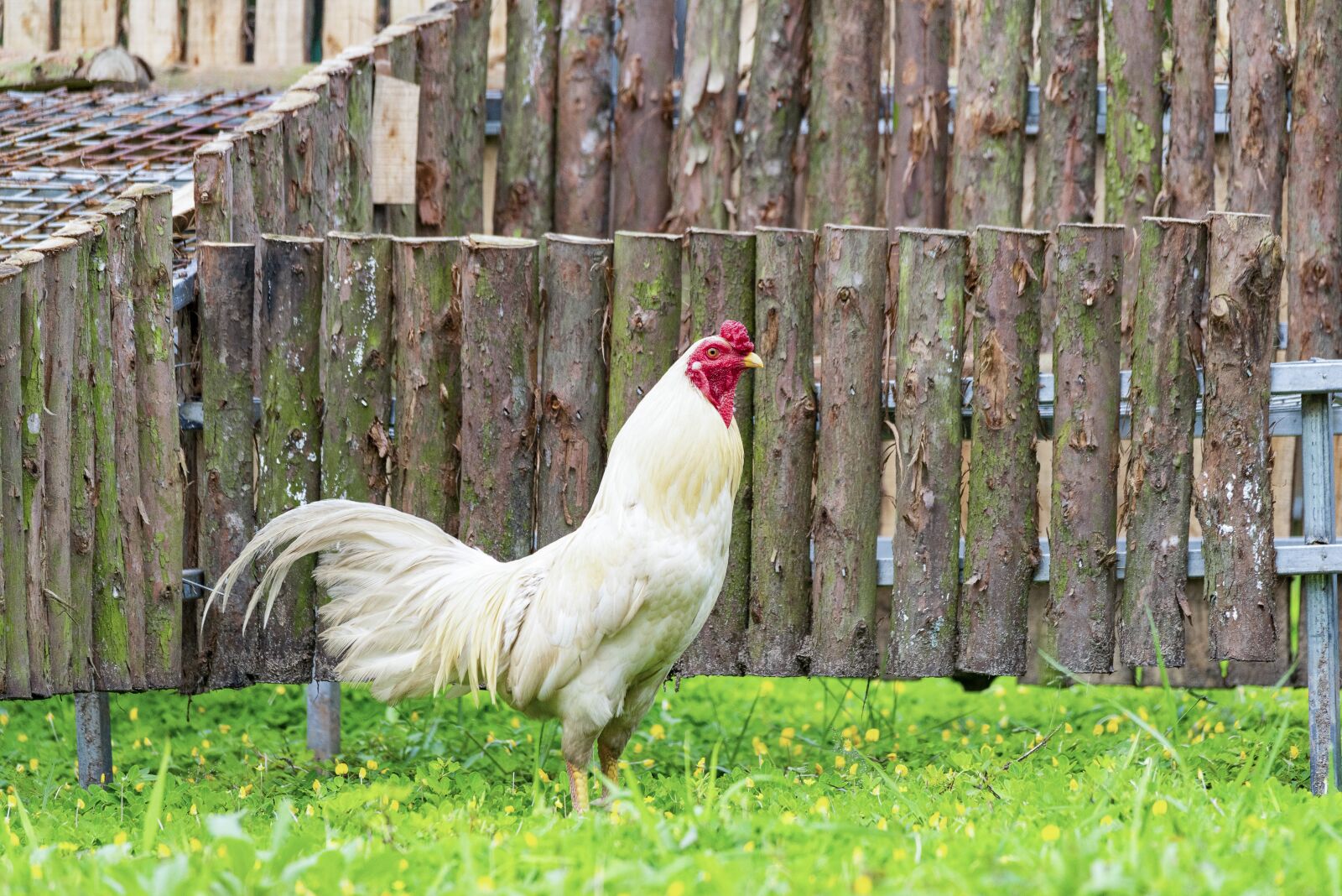 Nikon D810 sample photo. Chicken, rico, delicious photography
