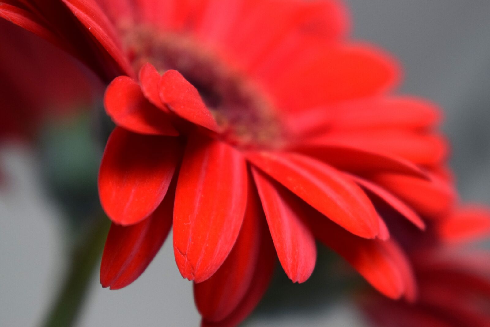 Nikon D3300 sample photo. Flower, gerbera, red photography