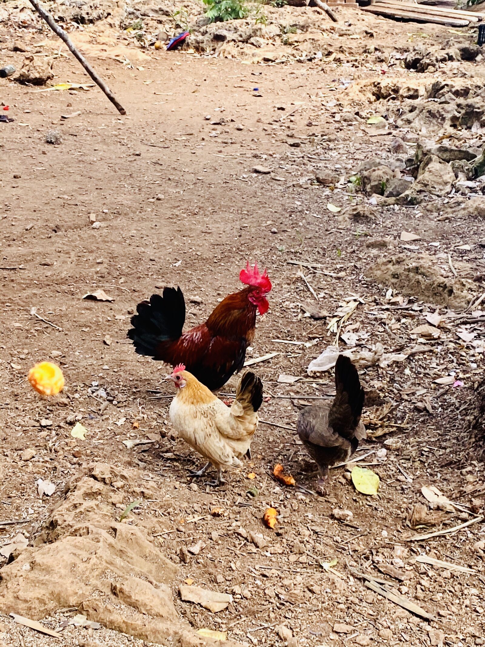 Apple iPhone 11 sample photo. Hens, in, farm photography