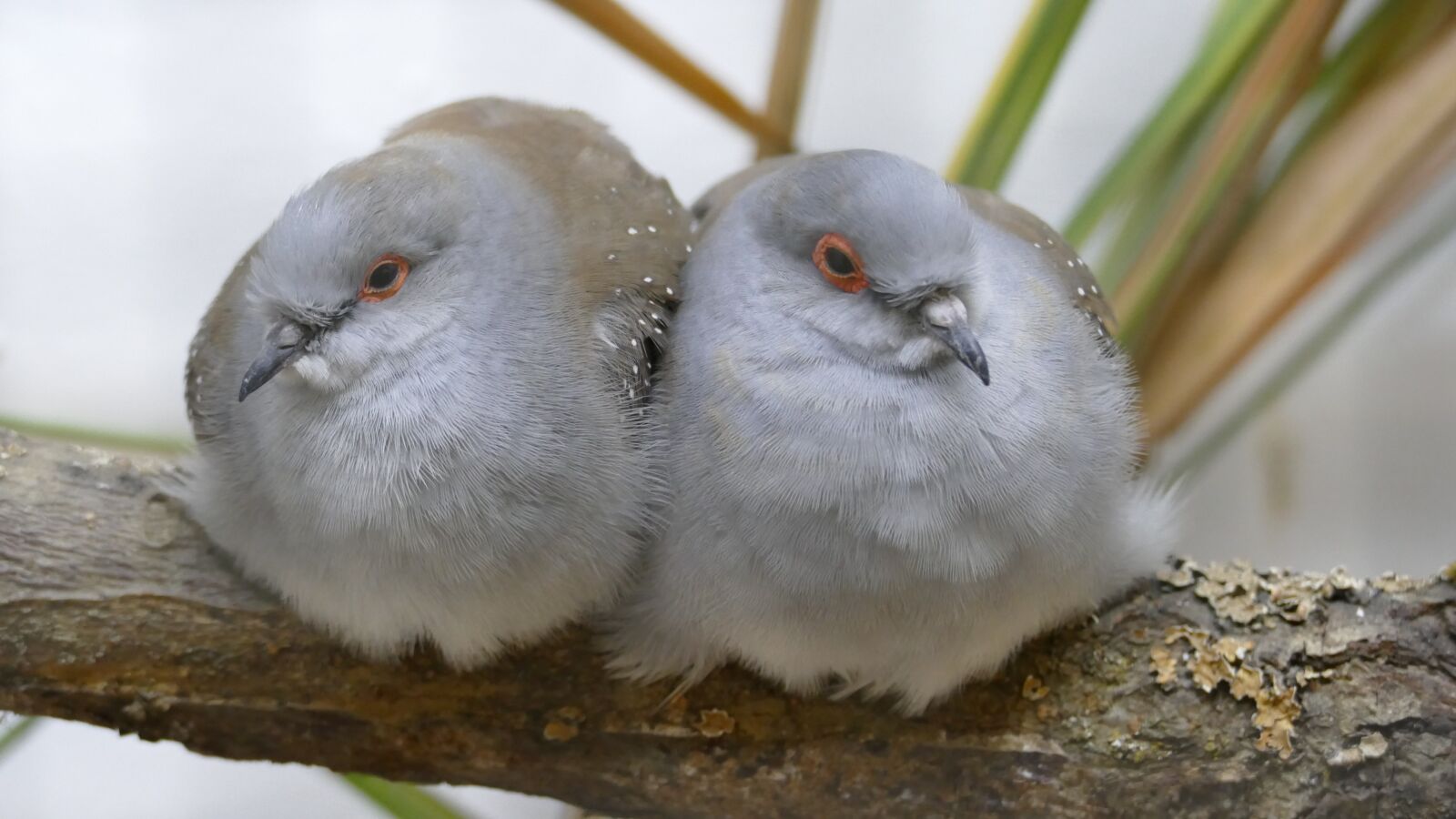 Panasonic Lumix DMC-FZ1000 sample photo. Dwarf pigeons, dove, lovebirds photography