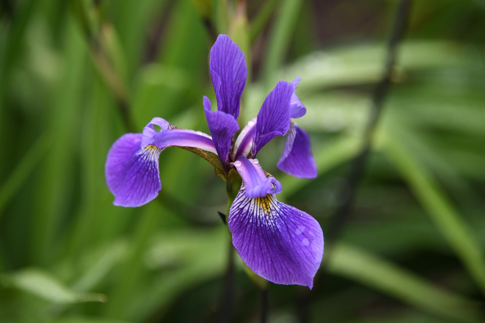 Nikon D850 sample photo. Iris, purple, flower photography