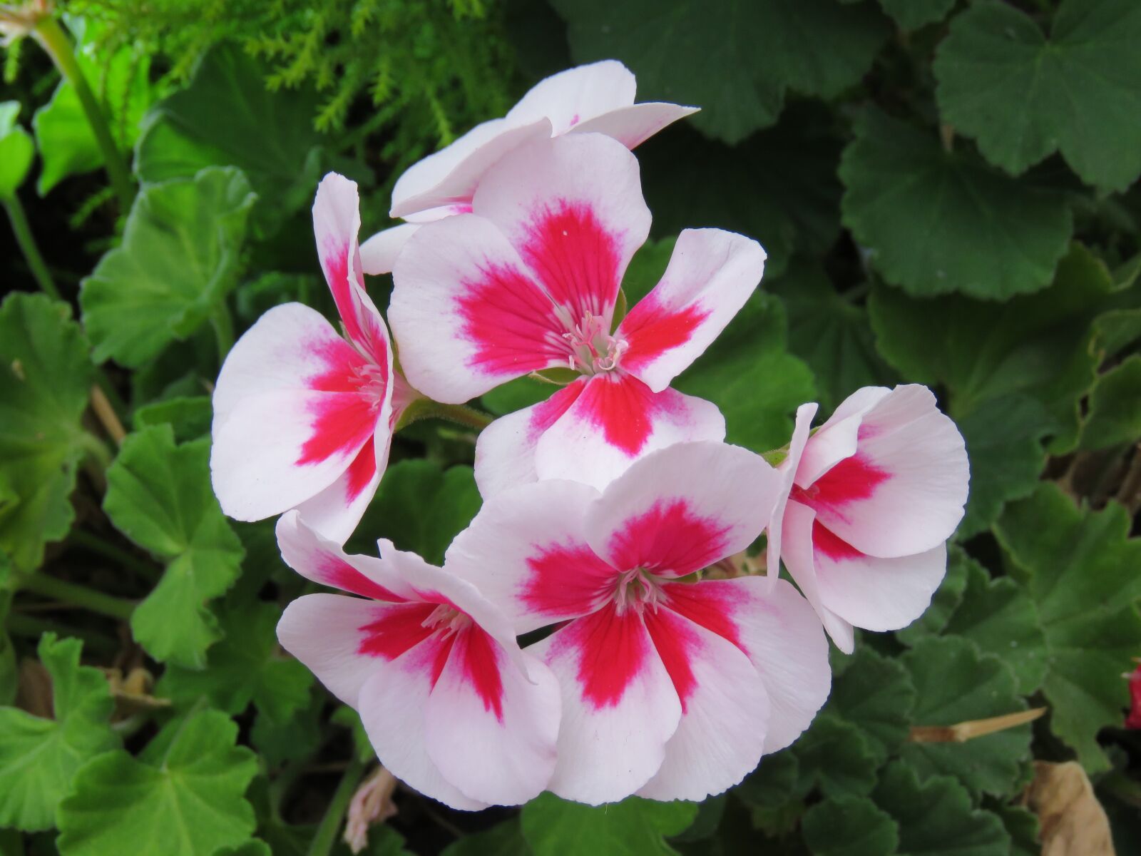 Canon PowerShot SX60 HS sample photo. Violet, flowers, flower photography