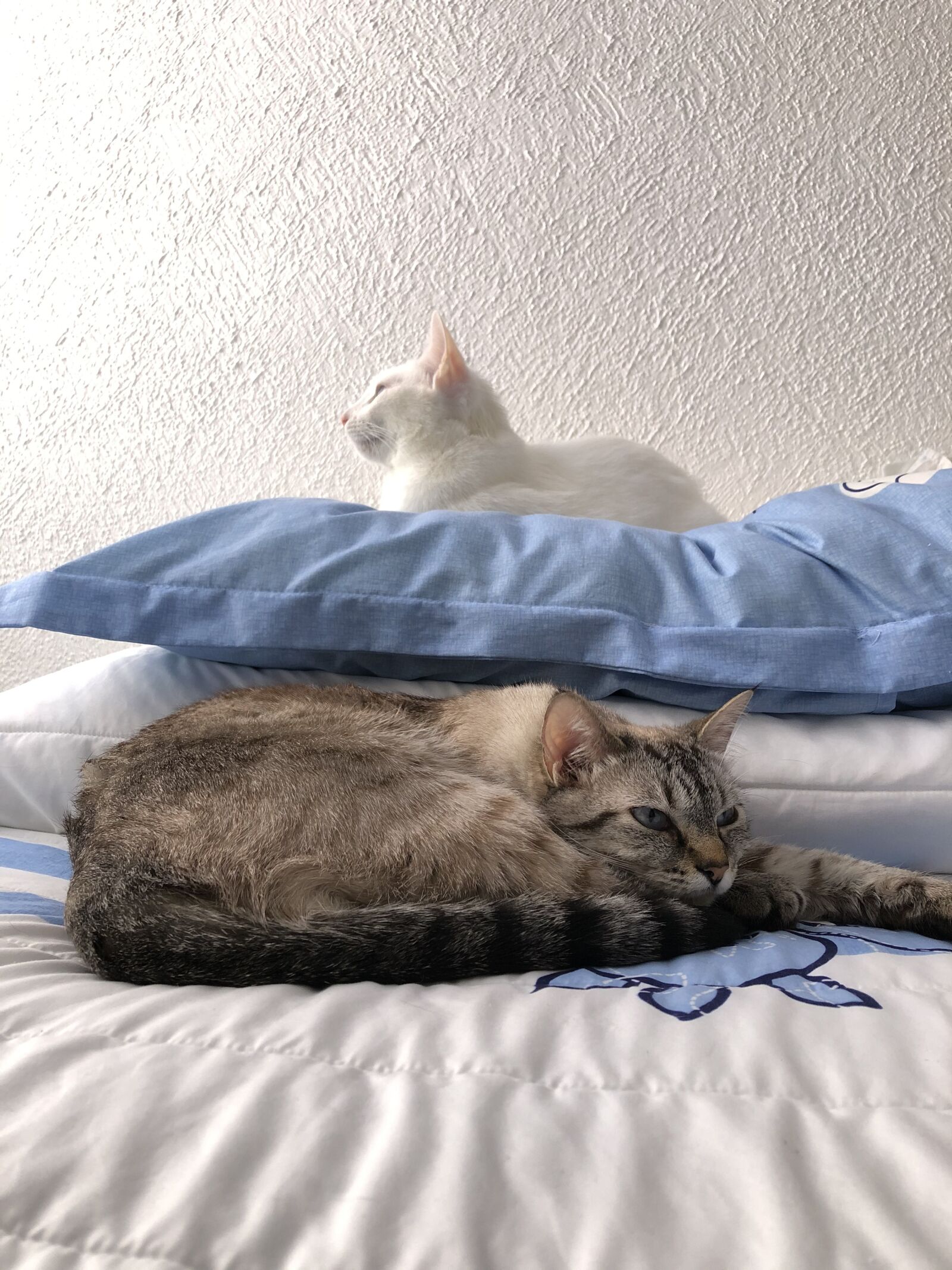 iPhone 8 back camera 3.99mm f/1.8 sample photo. Relax, cats, animals photography