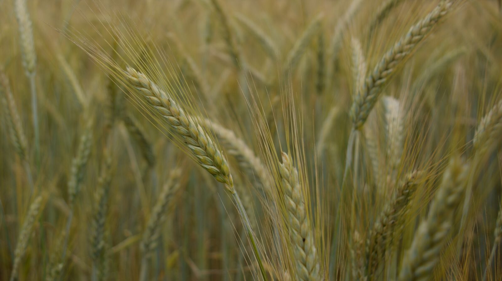 Nikon D5200 sample photo. Field, wheat, ears photography