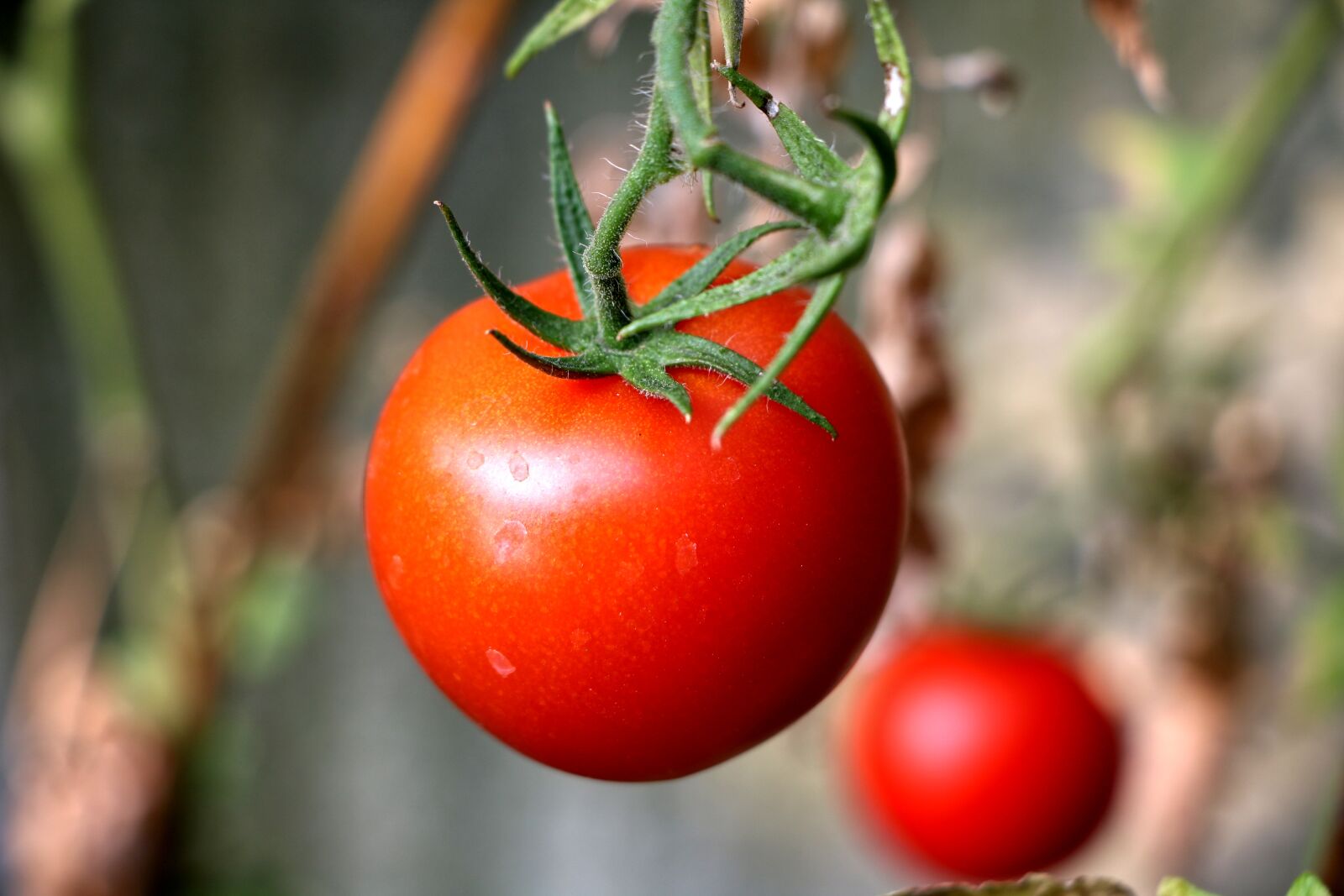 Canon EOS 750D (EOS Rebel T6i / EOS Kiss X8i) sample photo. Tomato, plant, vegetables photography