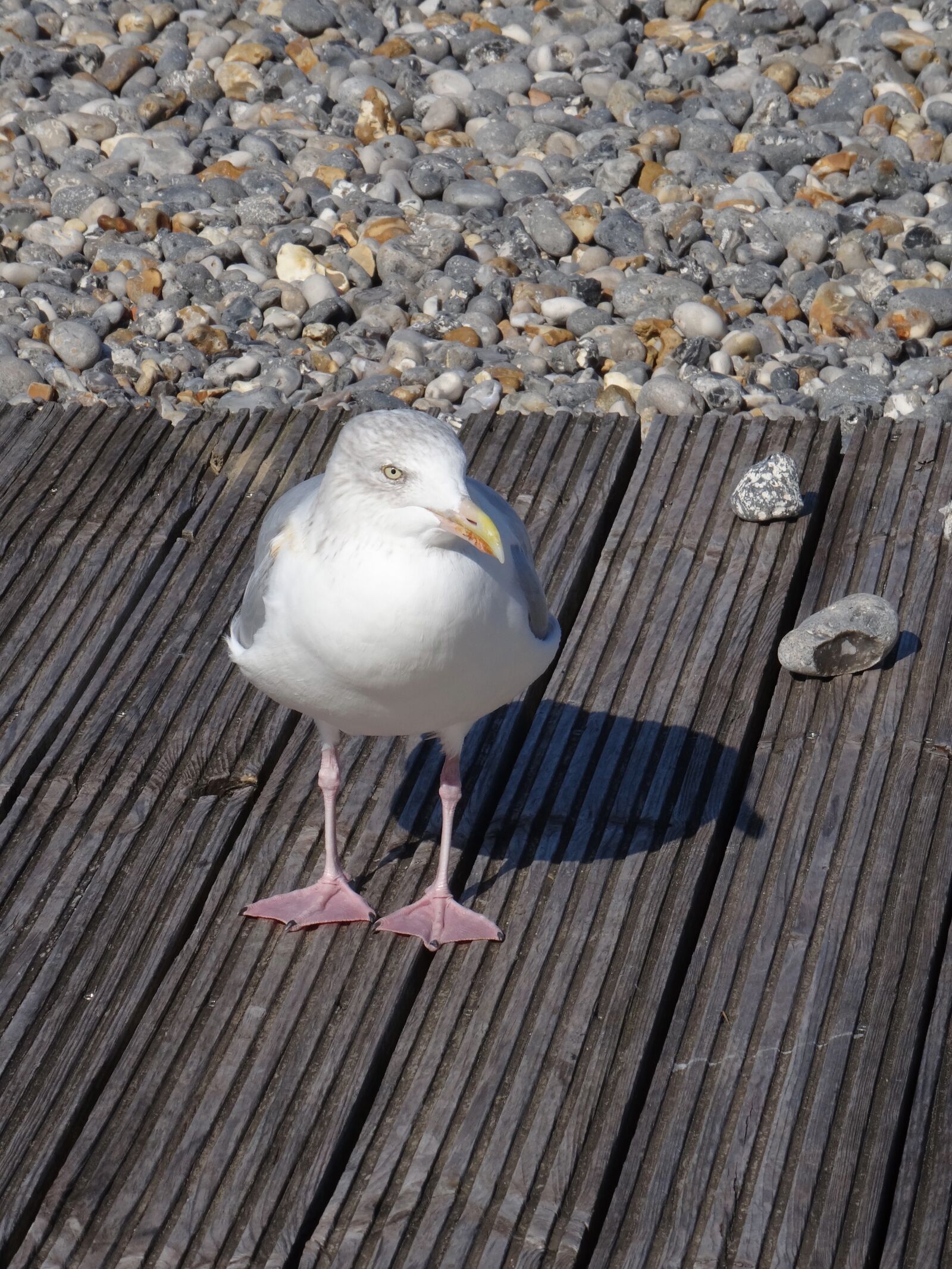 Sony DSC-HX50 sample photo. Seagull, bird, gull photography