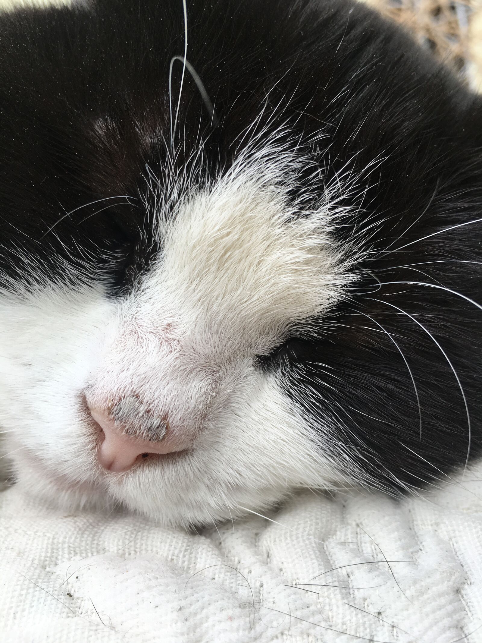 Apple iPhone 6s sample photo. Chat, animal, noir et photography