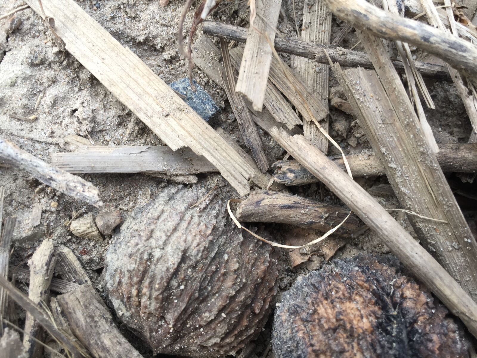 iPhone 6 back camera 4.15mm f/2.2 sample photo. Nuts, and, sticks photography