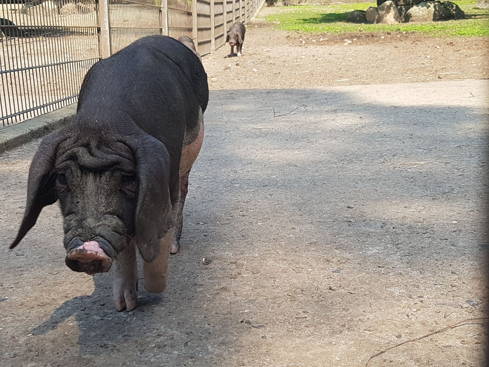 Samsung Galaxy S7 Edge sample photo. Pig, black, floppy ears photography