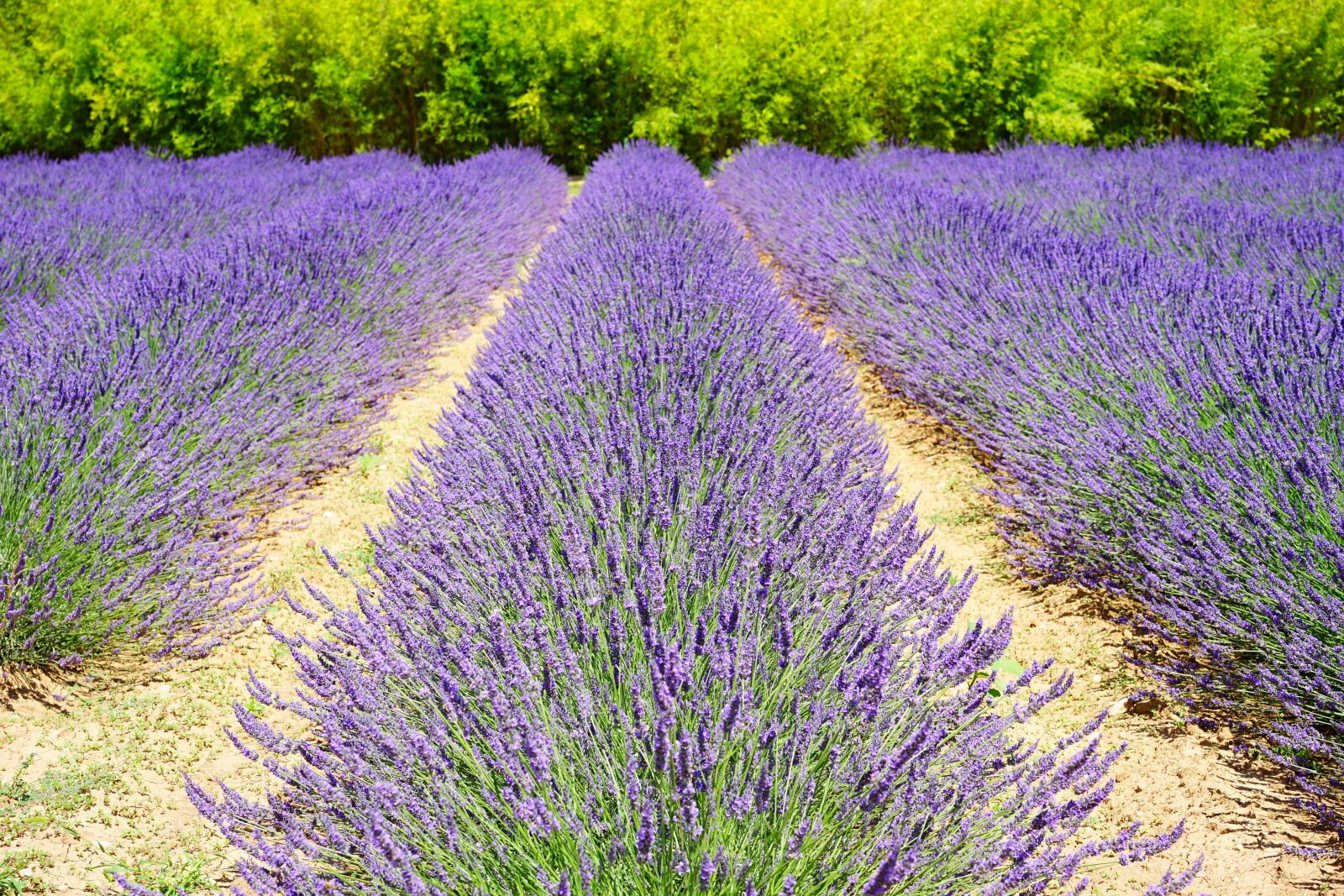 Sony a7 + Sony Sonnar T* FE 55mm F1.8 ZA sample photo. Lavender field, lavender cultivation photography