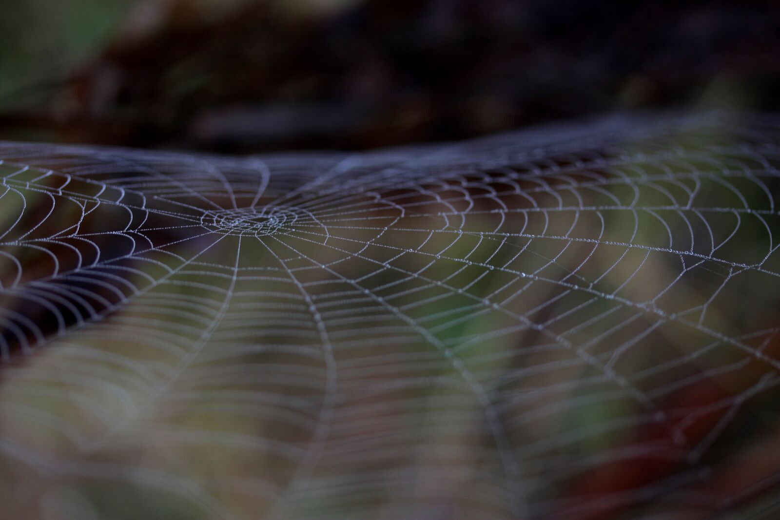 Canon EOS 700D (EOS Rebel T5i / EOS Kiss X7i) sample photo. Spider web, wet, hooked photography