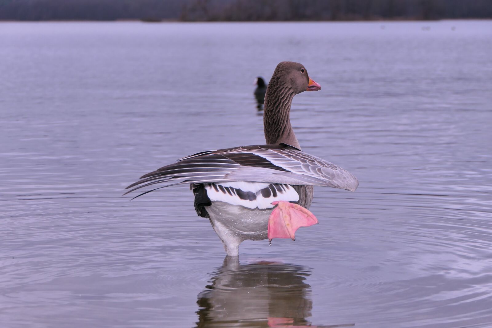 Panasonic Lumix DMC-FZ2500 (Lumix DMC-FZ2000) sample photo. Goose grey goose, water photography