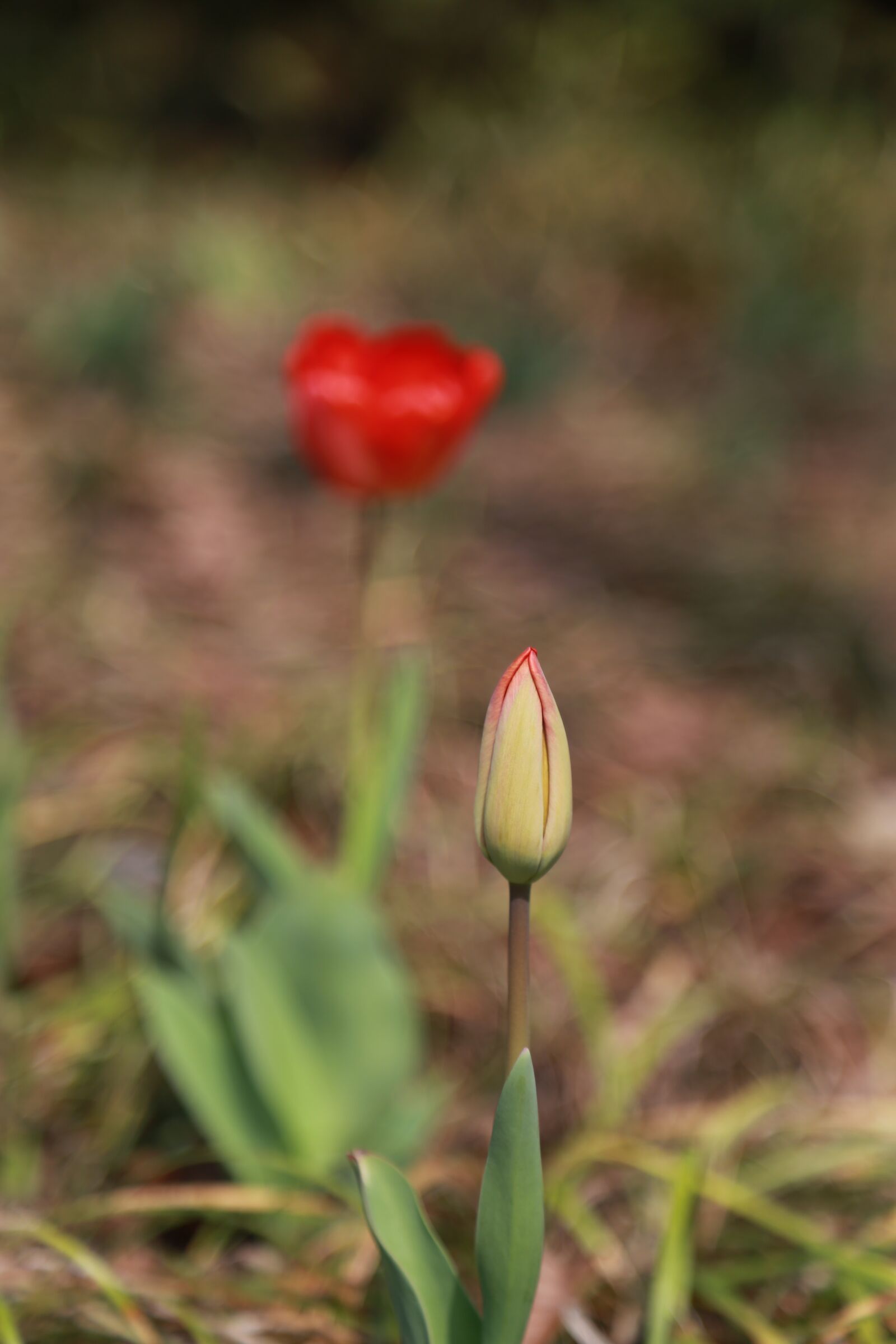 Canon EOS 6D + Canon EF 24-105mm F4L IS USM sample photo. Tulip, flowers, bud photography