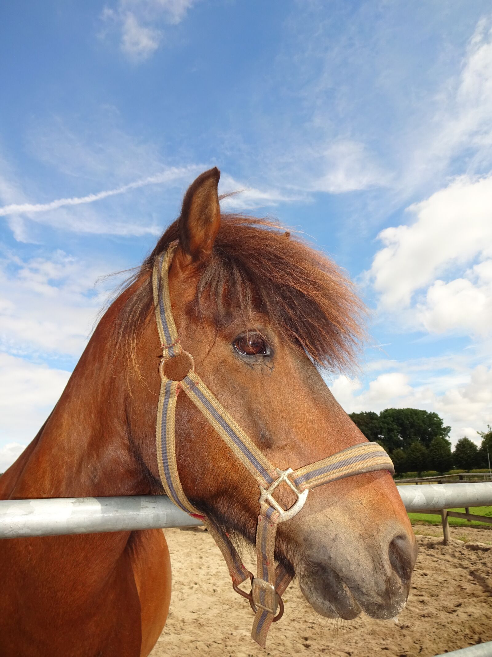 Sony Cyber-shot DSC-WX220 sample photo. Horse, portrait, animal photography