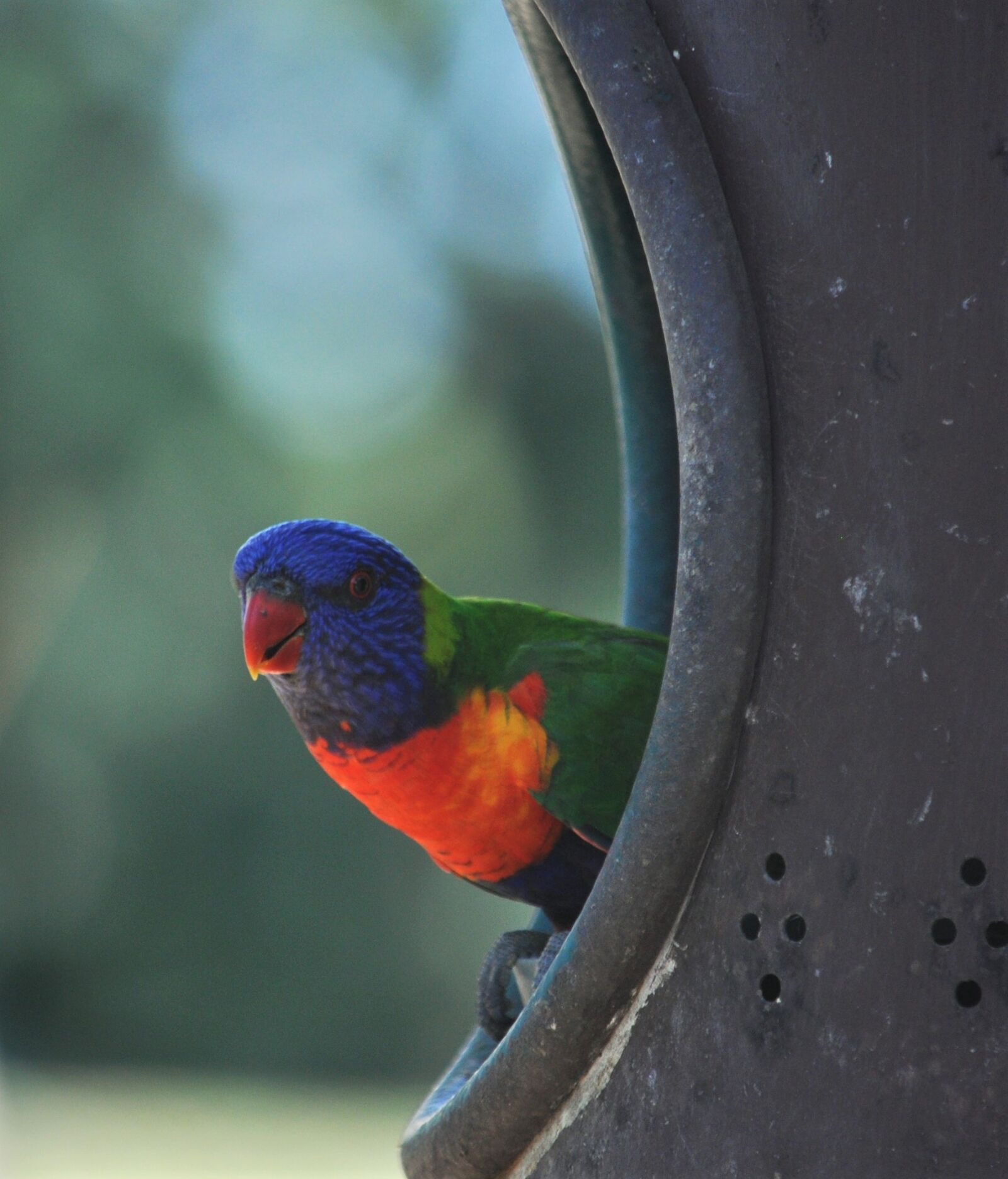 Nikon D90 sample photo. Lorikeet, bird, rainbow photography