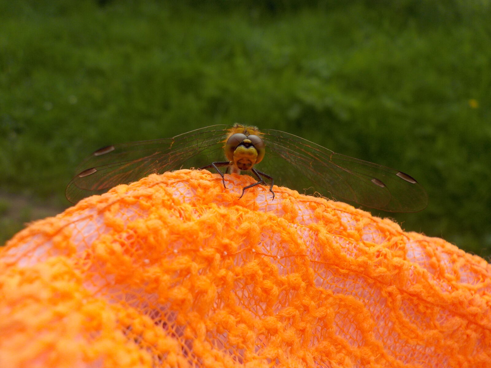 Nikon Coolpix W100 sample photo. Dragonfly, orange, summer photography