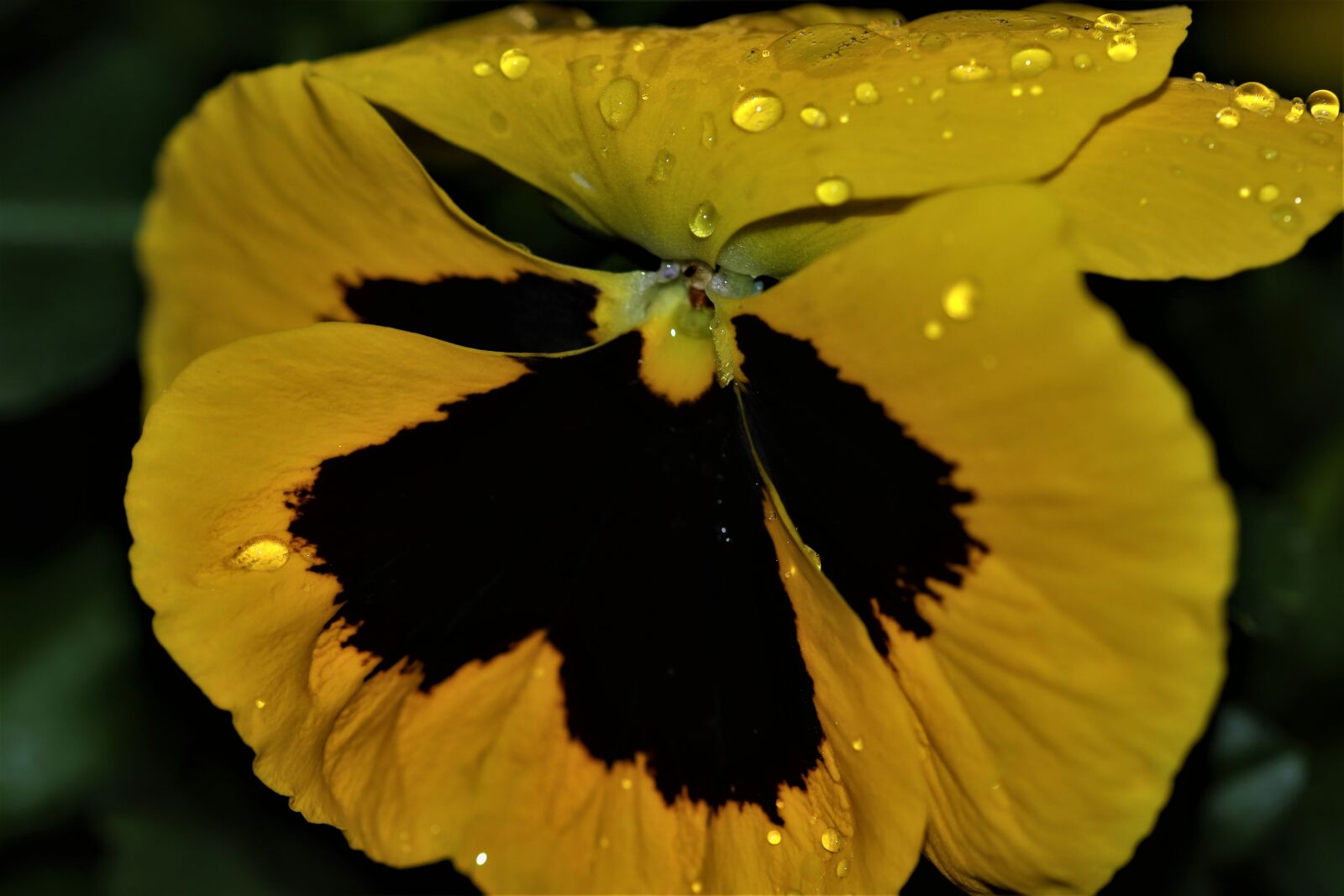 Canon EOS 7D Mark II sample photo. Flower, spring, bloom photography