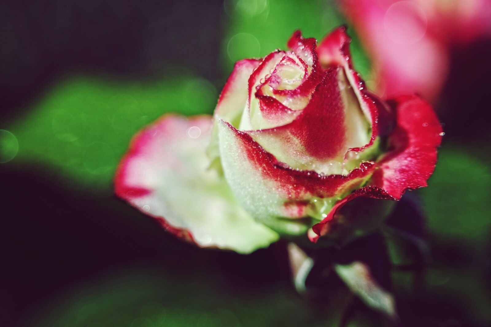 Samsung NX3000 sample photo. Rose, flower, summer photography