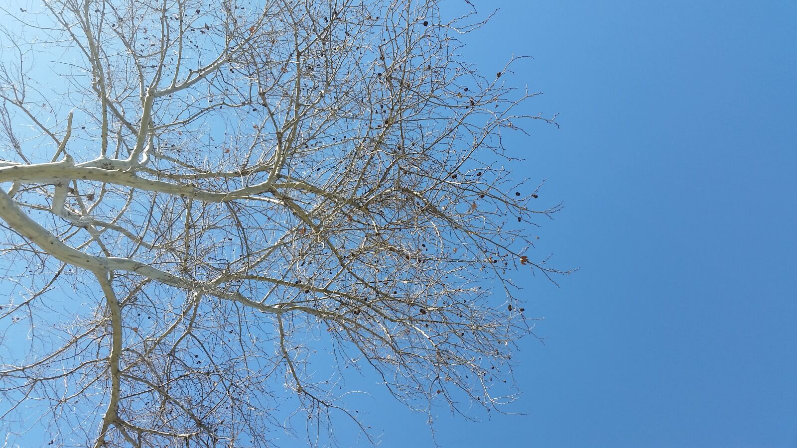 Samsung Galaxy S5 sample photo. Nature, tree, sky photography